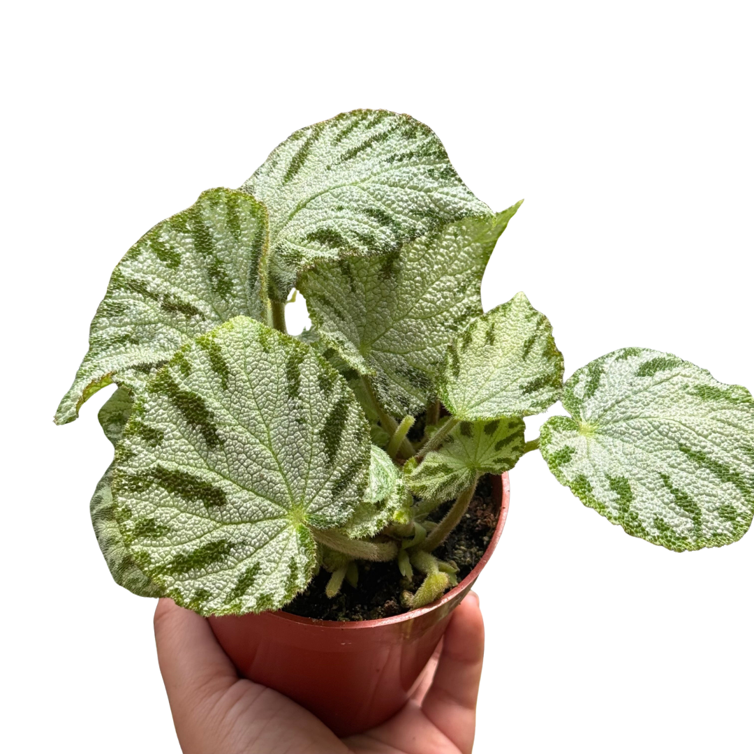 Begonia ‘Silver Jewel’ live plant, photo 1 - Austin Jungle Co.