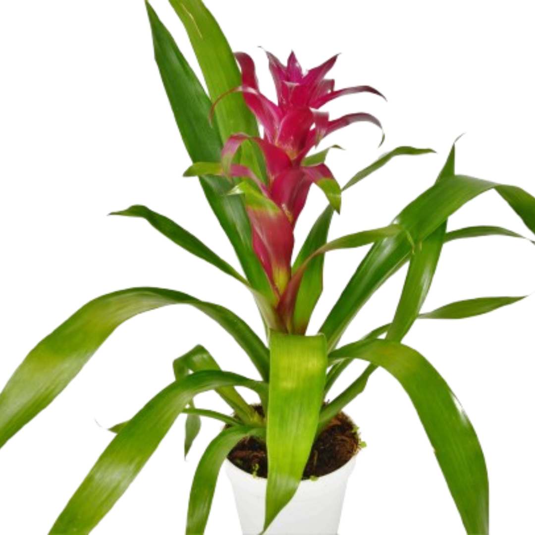 Bromeliad Guzmania 'Purple' - 4" Pot 4" Plant (1pk/$3.5) ($10 Ship/31oz) Default Title Austin Jungle Co.