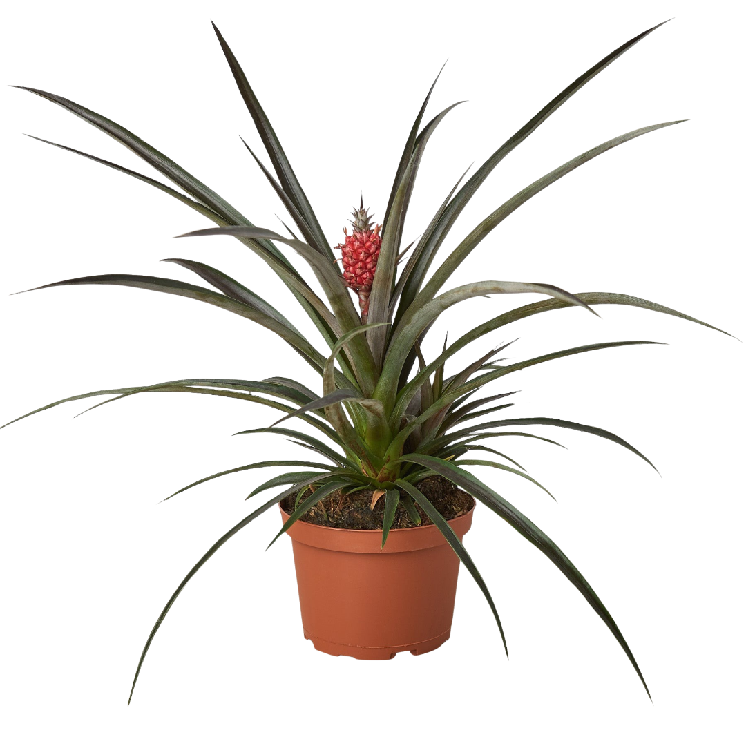 Bromeliad 'Red Pineapple' live plant, photo 1 - Austin Jungle Co.