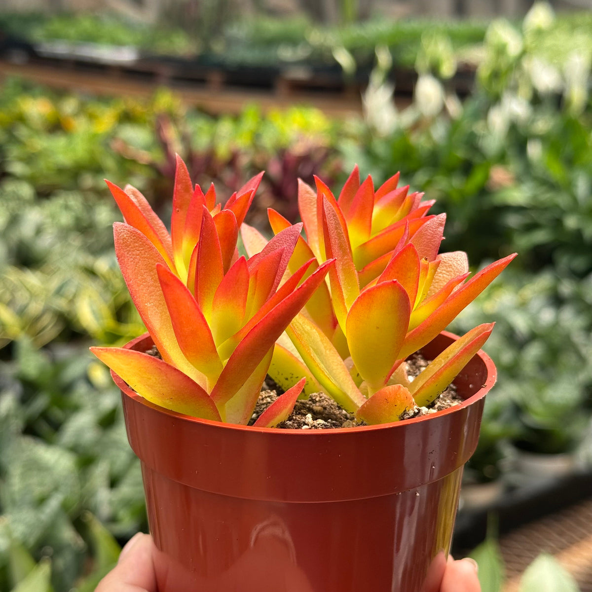 Succulent Crassula 'Campfire' live plant, photo 3 - Austin Jungle Co.