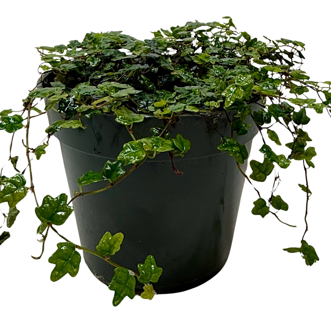 Ficus 'String of Frogs' live plant, photo 1 - Austin Jungle Co.