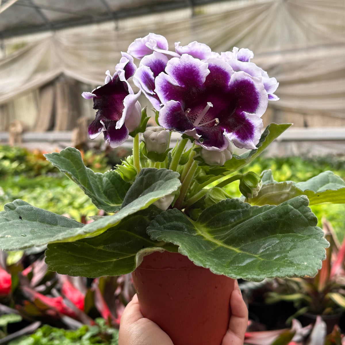 Gloxinia 'Bicolor' live plant, photo 3 - Austin Jungle Co.