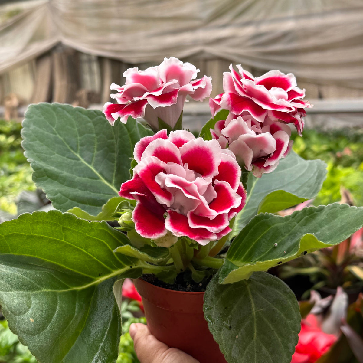 Gloxinia 'Bicolor' live plant, photo 5 - Austin Jungle Co.