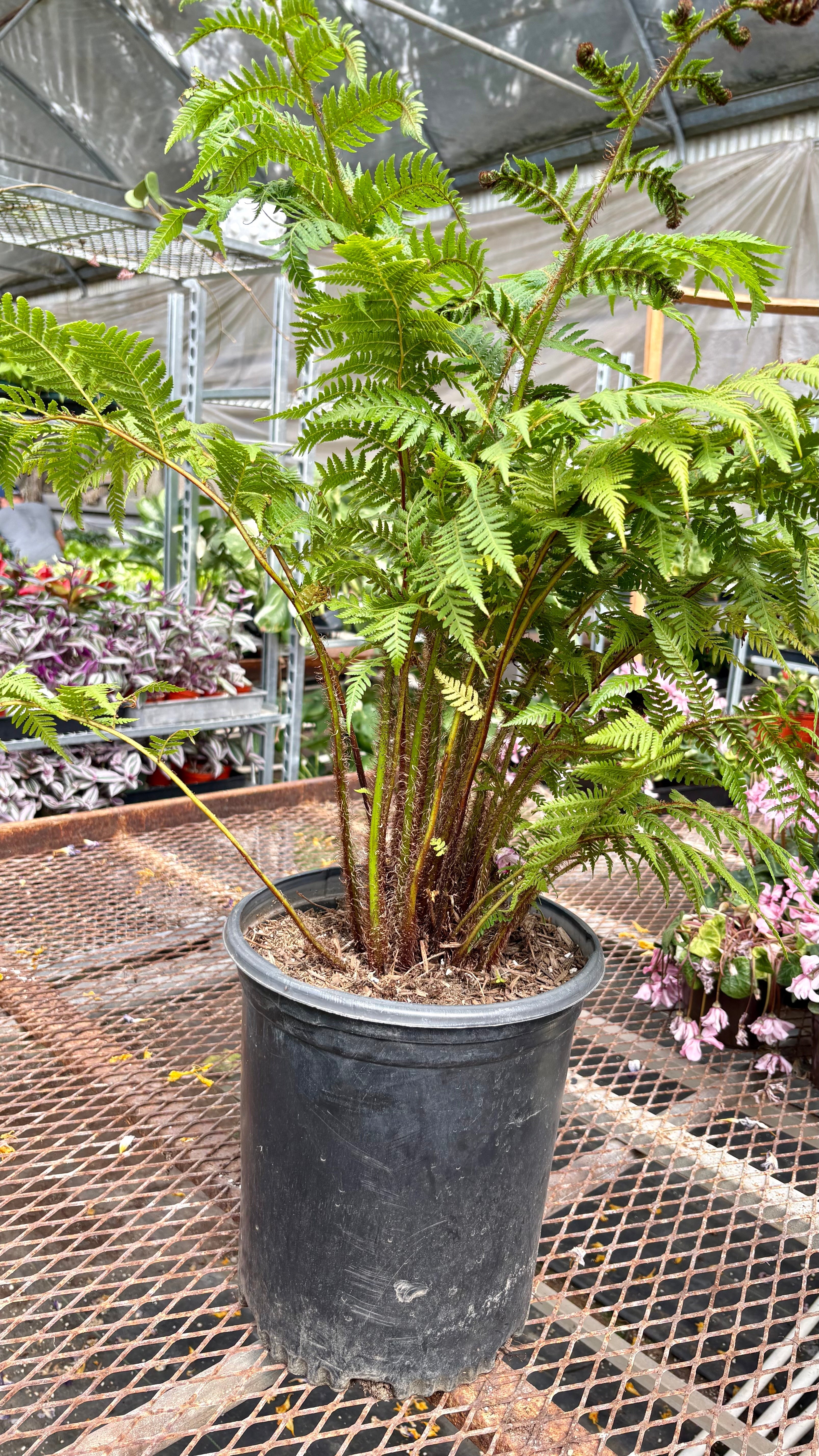 Australian Tree Fern Indoor Plants 6" Pot Austin Jungle Co.