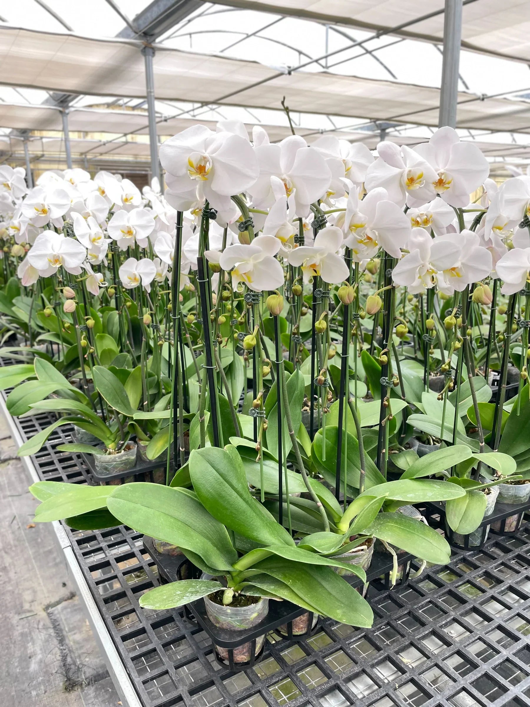 Orchid 'White Phalaenopsis' 4" Pot Austin Jungle Co.