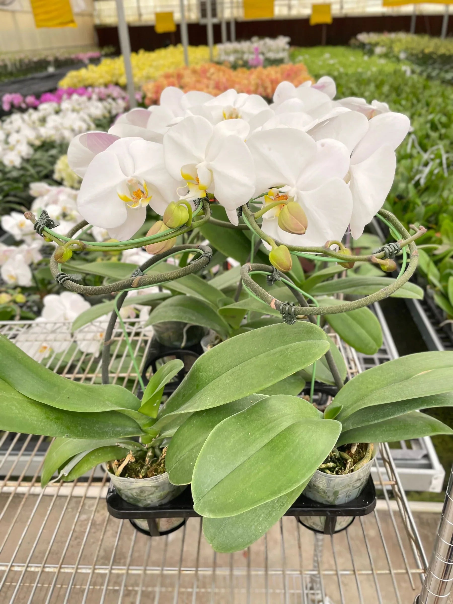 Orchid 'White Phalaenopsis' 4" Pot Austin Jungle Co.