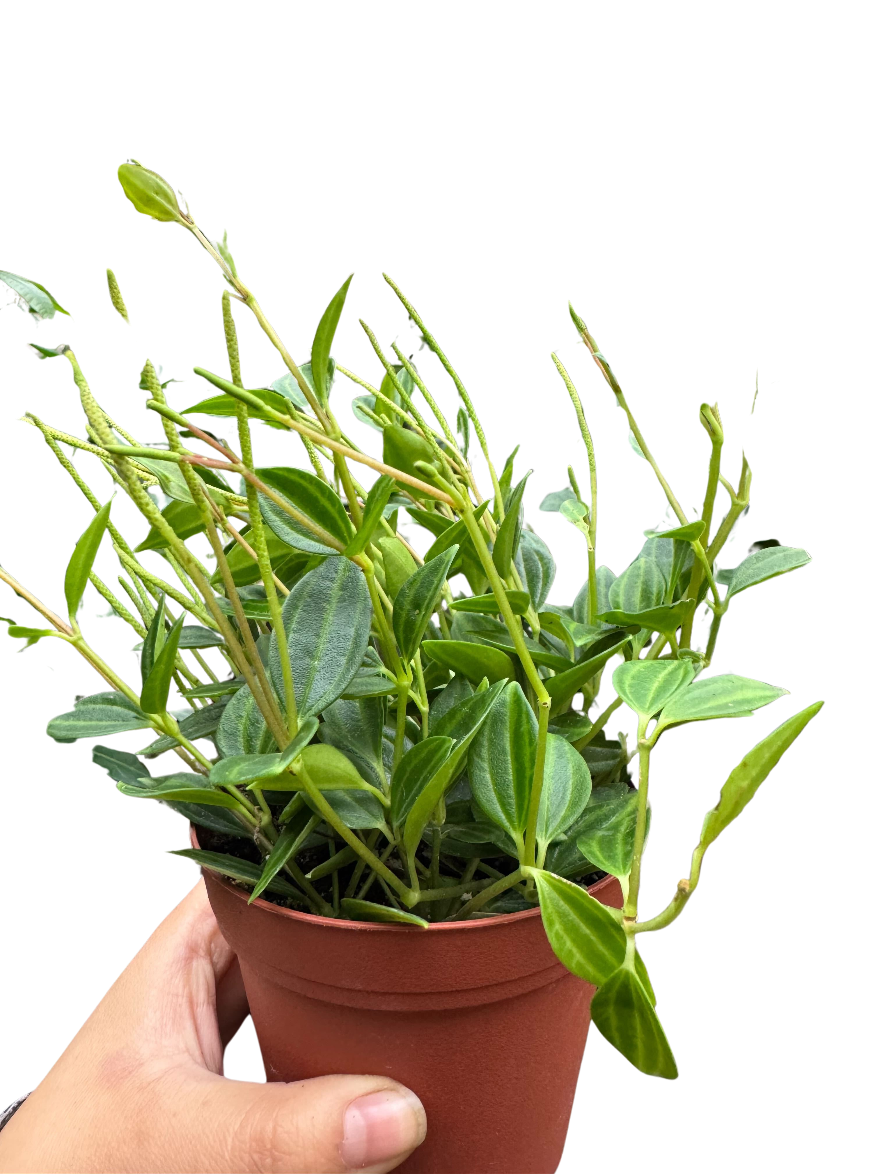 Peperomia 'Angulata' 4" Plant 4" Pot Austin Jungle Co.