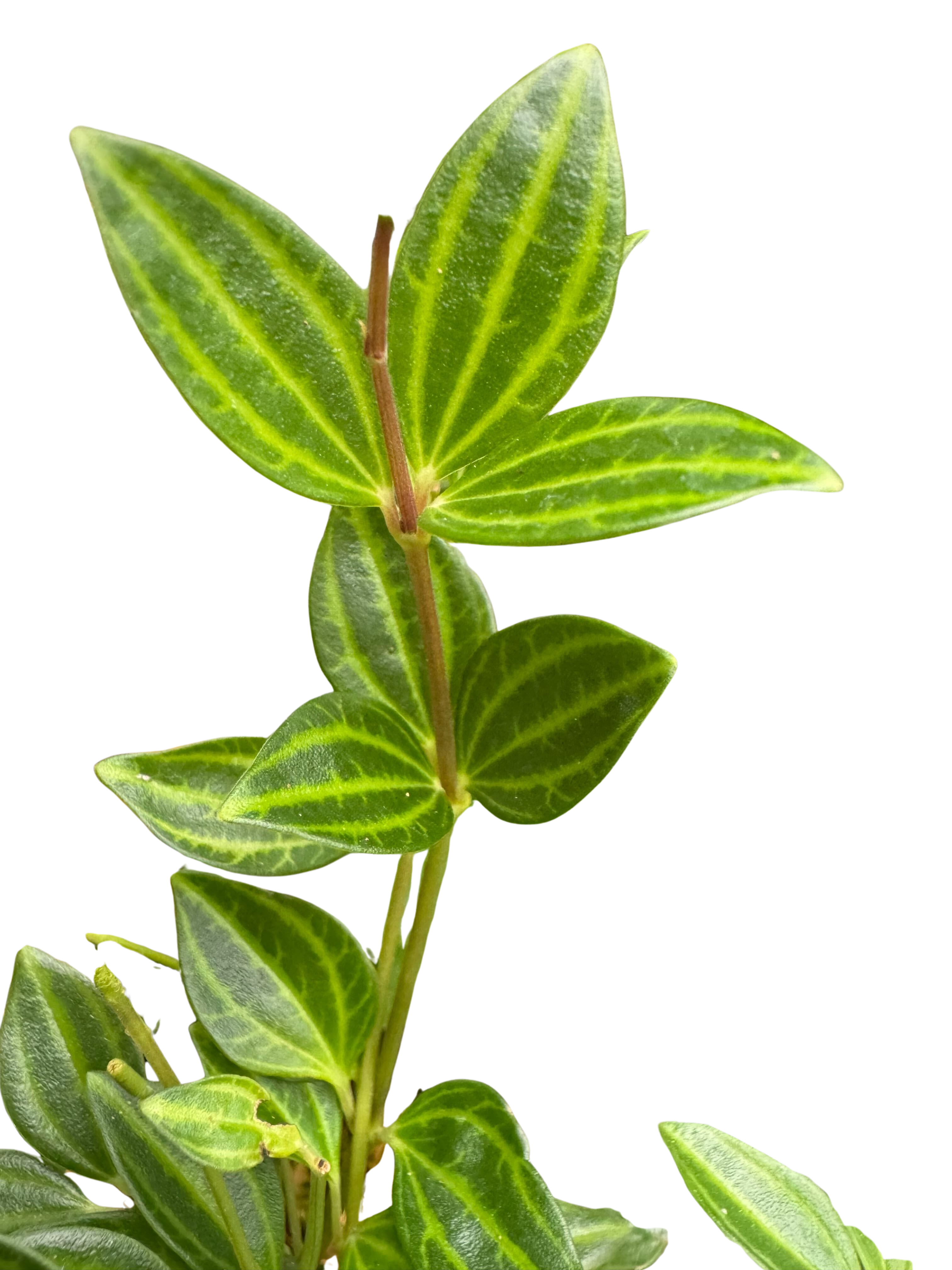 Peperomia 'Angulata' 4" Plant 4" Pot Austin Jungle Co.