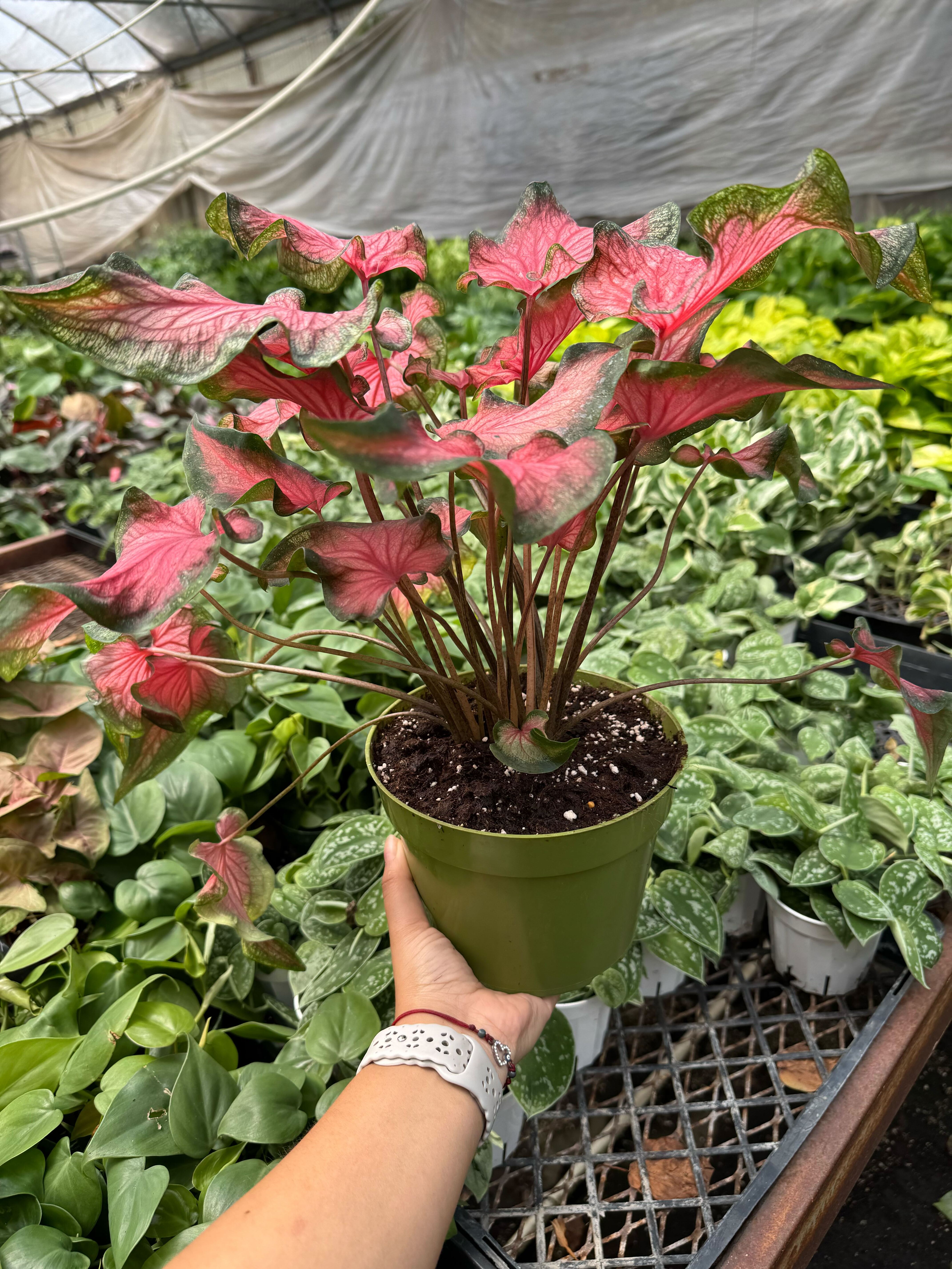 Caladium Red Flash 6" Pot Austin Jungle Co.