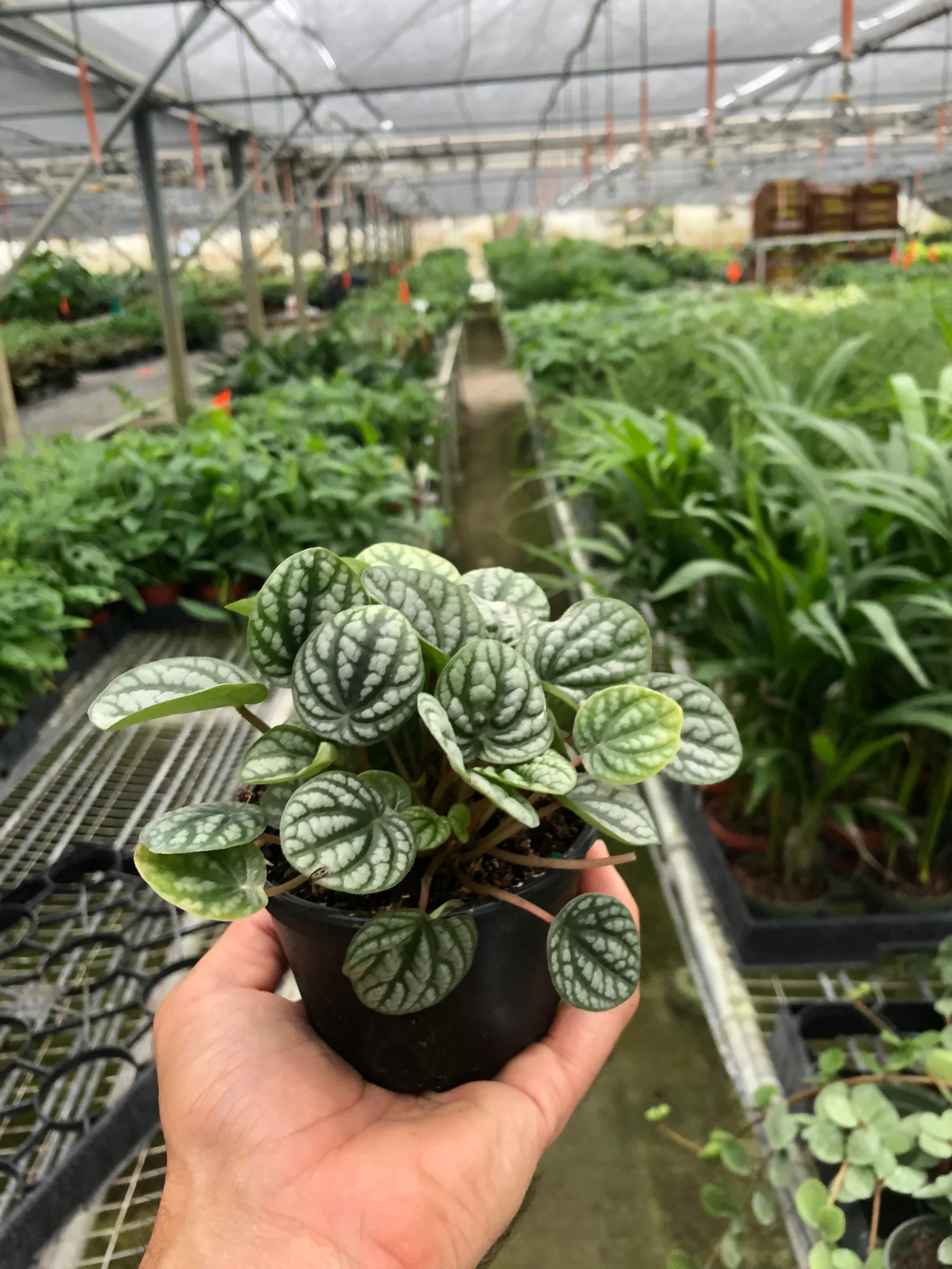 Peperomia 'Burbella' 4" Pot Austin Jungle Co.