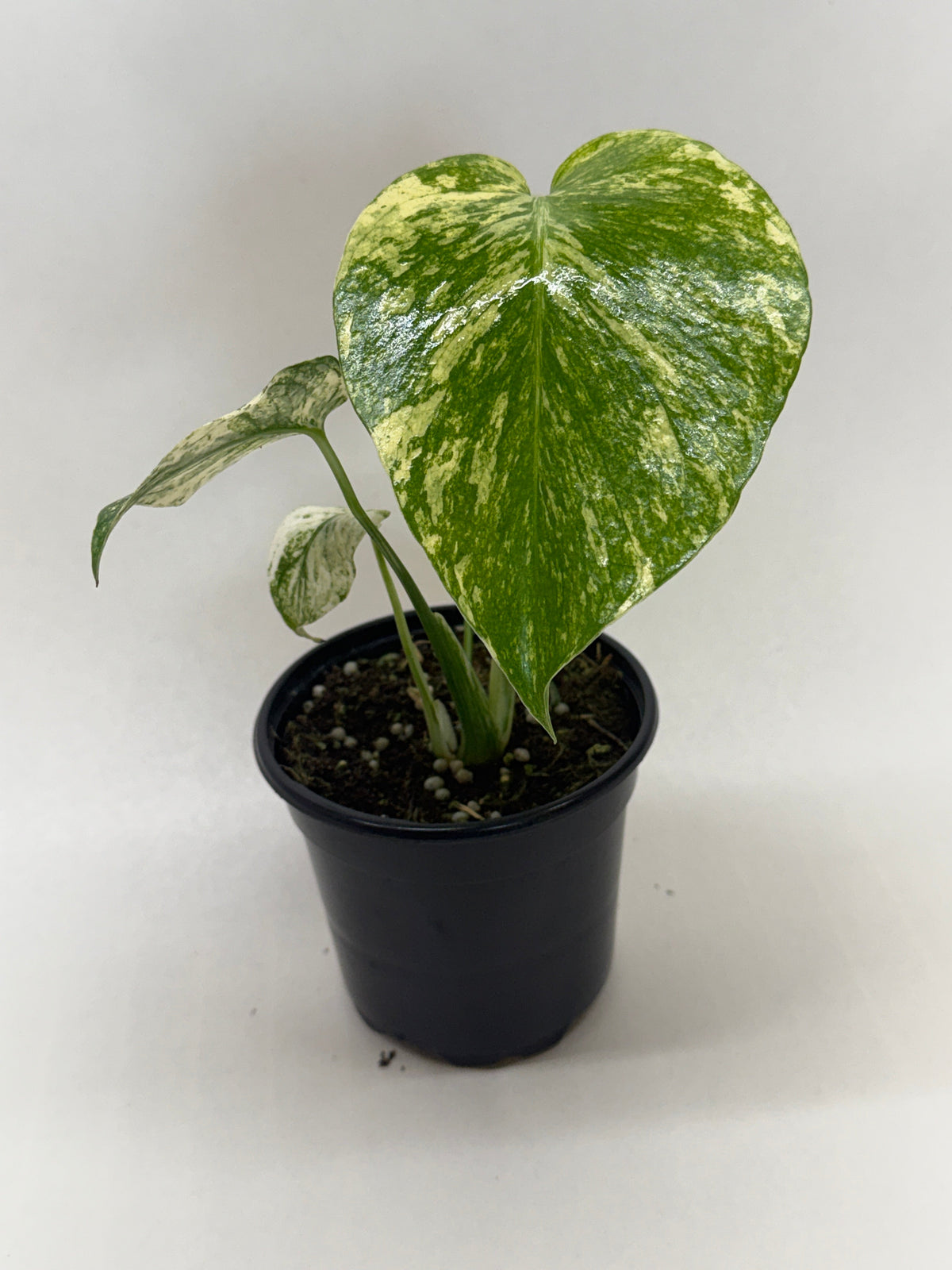 Monstera 'Mint' live plant, photo 8 - Austin Jungle Co.