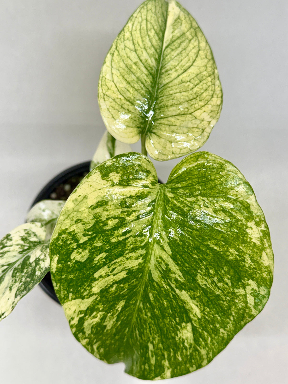 Monstera 'Mint' live plant, photo 2 - Austin Jungle Co.