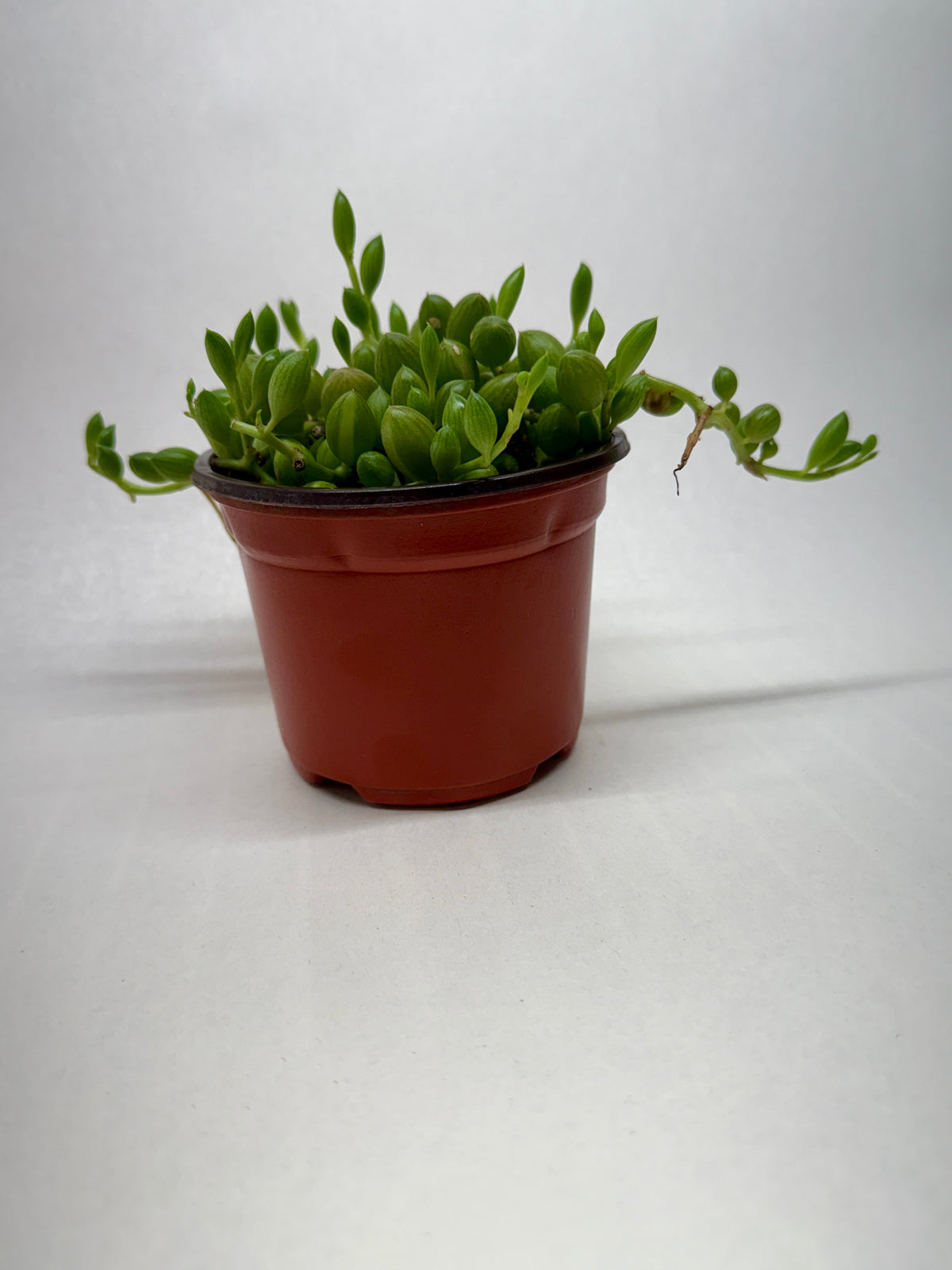 Succulent 'String Watermelon' live plant, photo 3 - Austin Jungle Co.