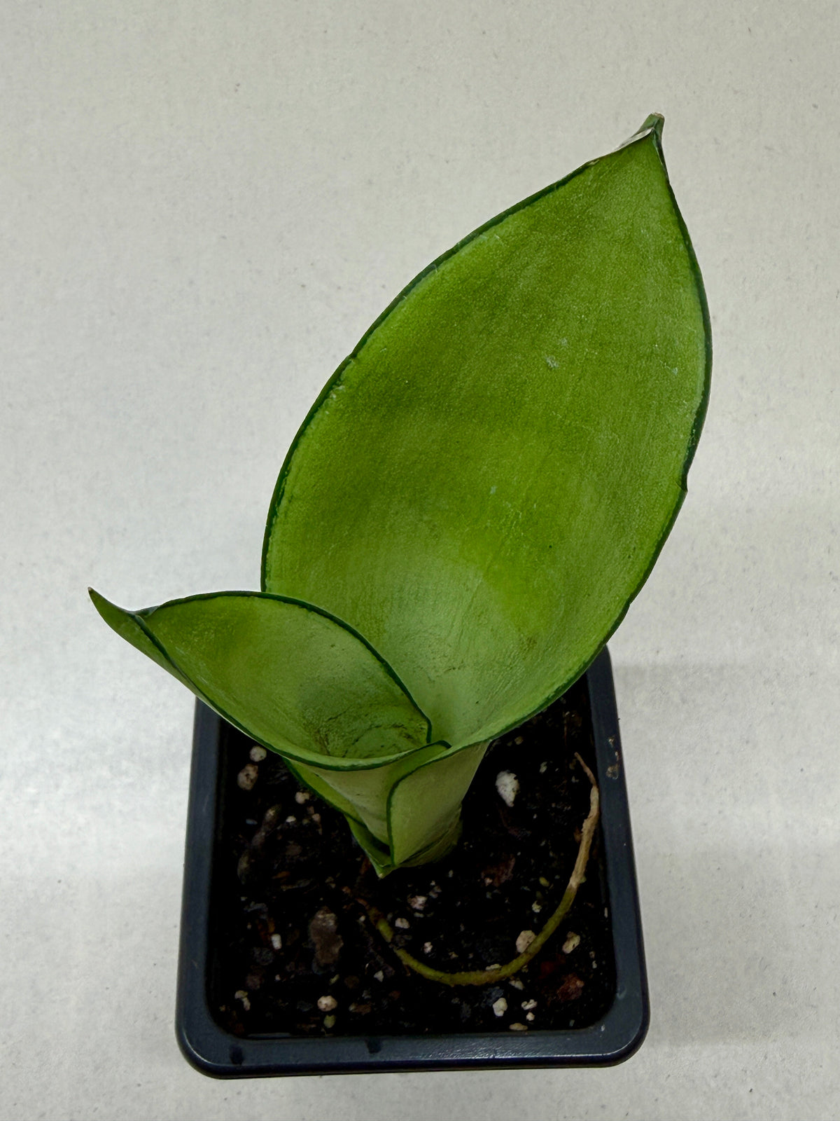 Snake Plant 'Moonshine' live plant, photo 8 - Austin Jungle Co.