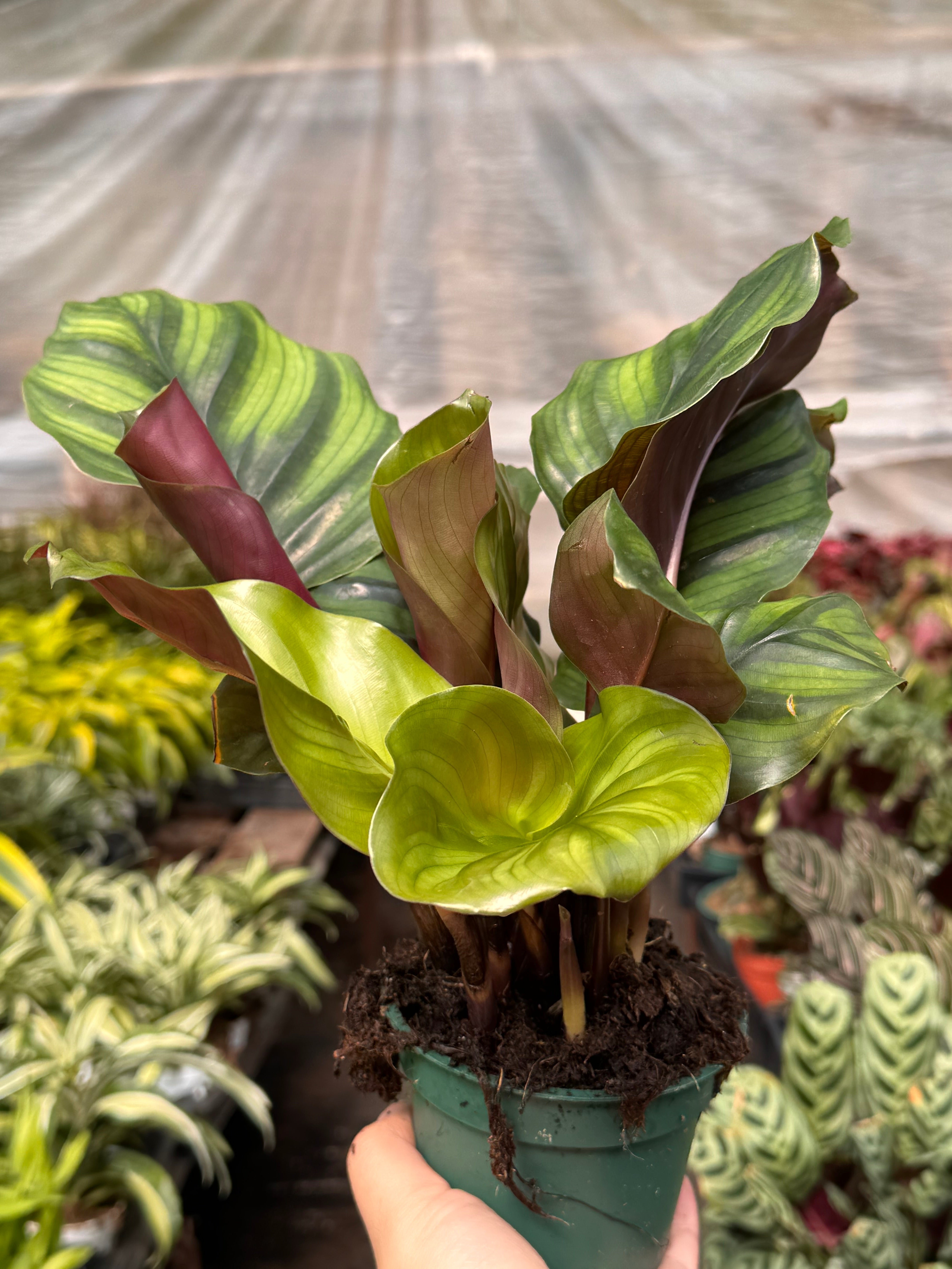 Calathea 'Fasciata' Default 4" Pot Austin Jungle Co.