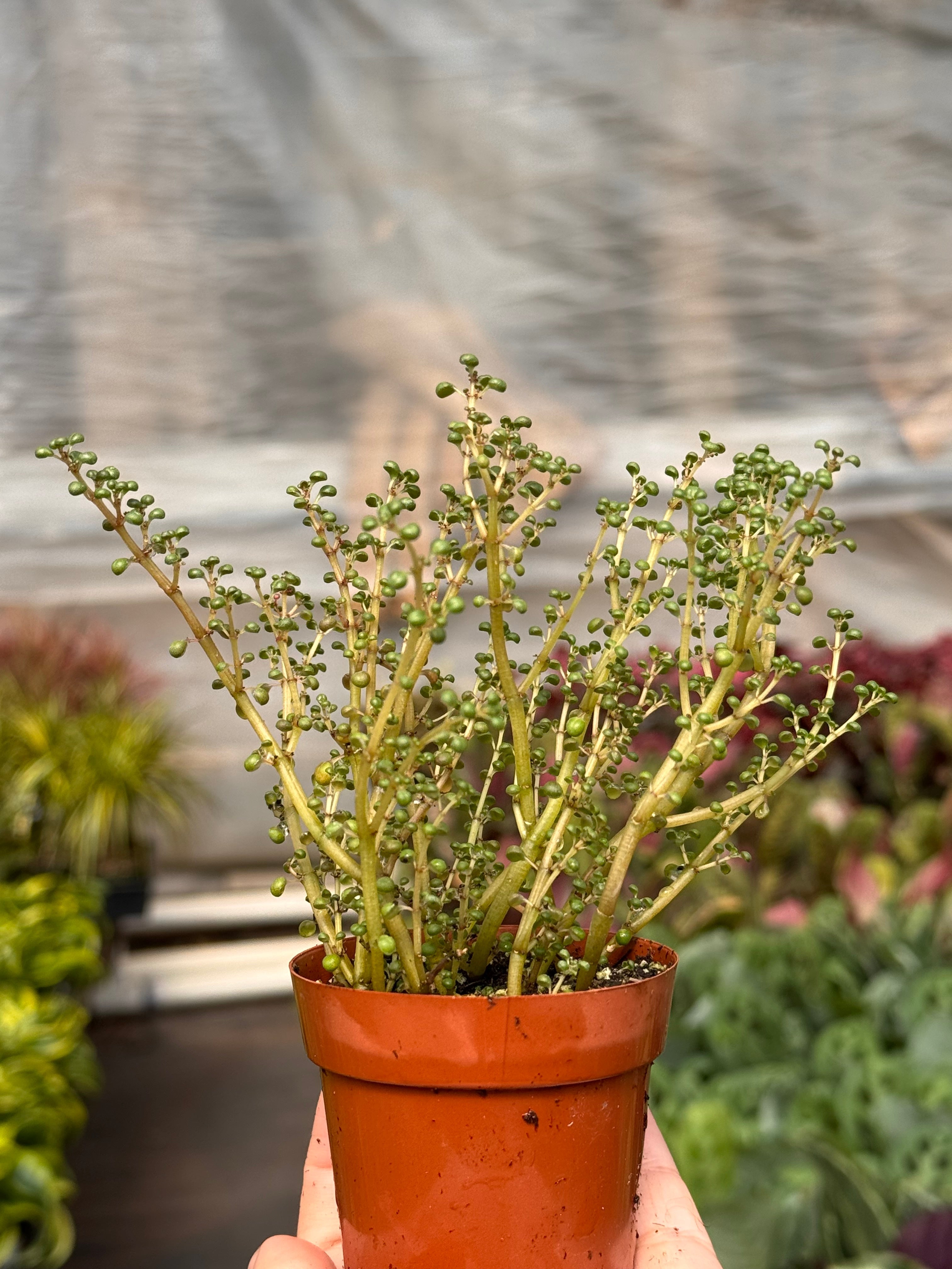 Pilea 'Globosa’ Indoor Plants 3" Pot Austin Jungle Co.