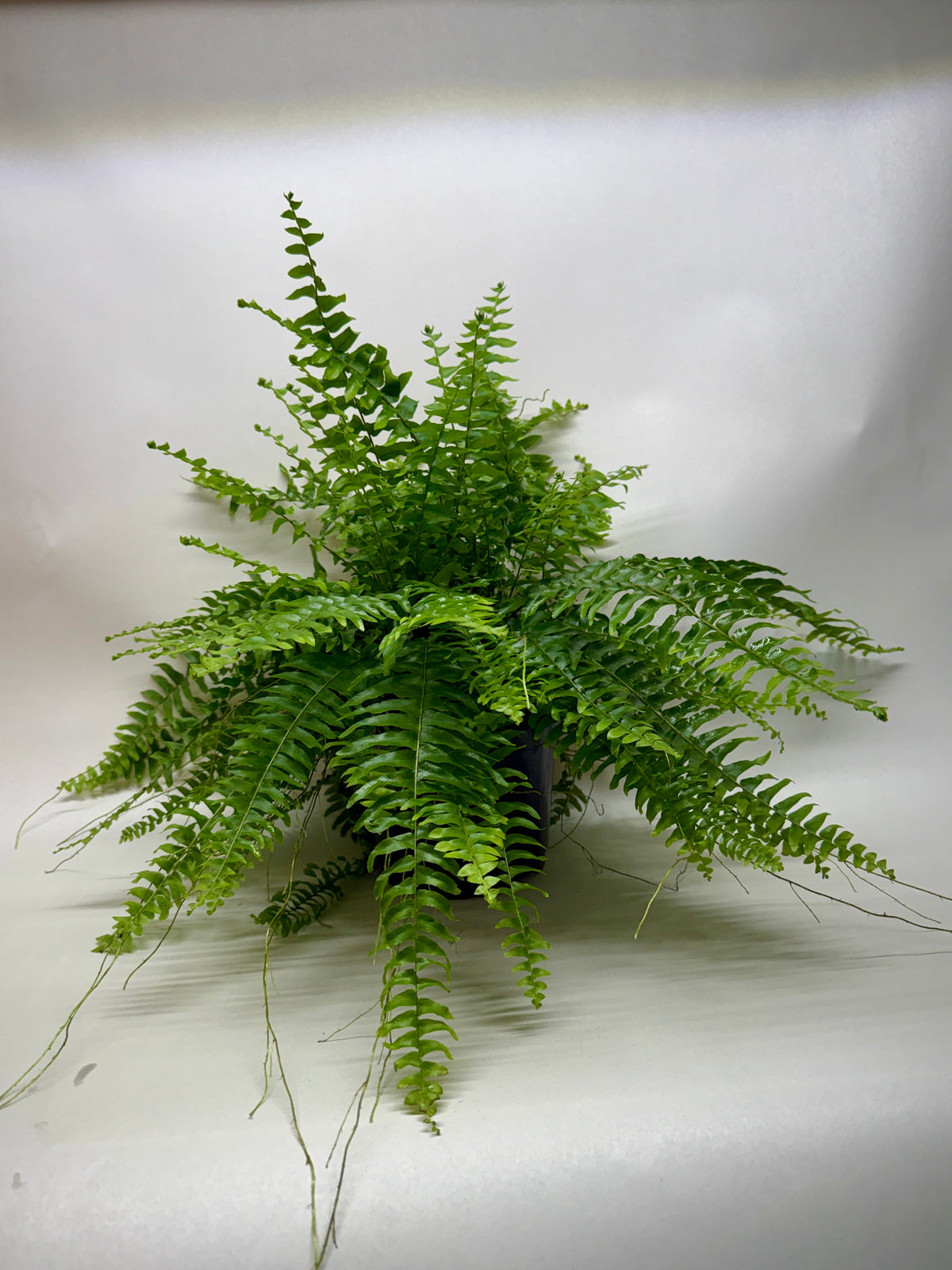 Boston Fern live plant, photo 4 - Austin Jungle Co.