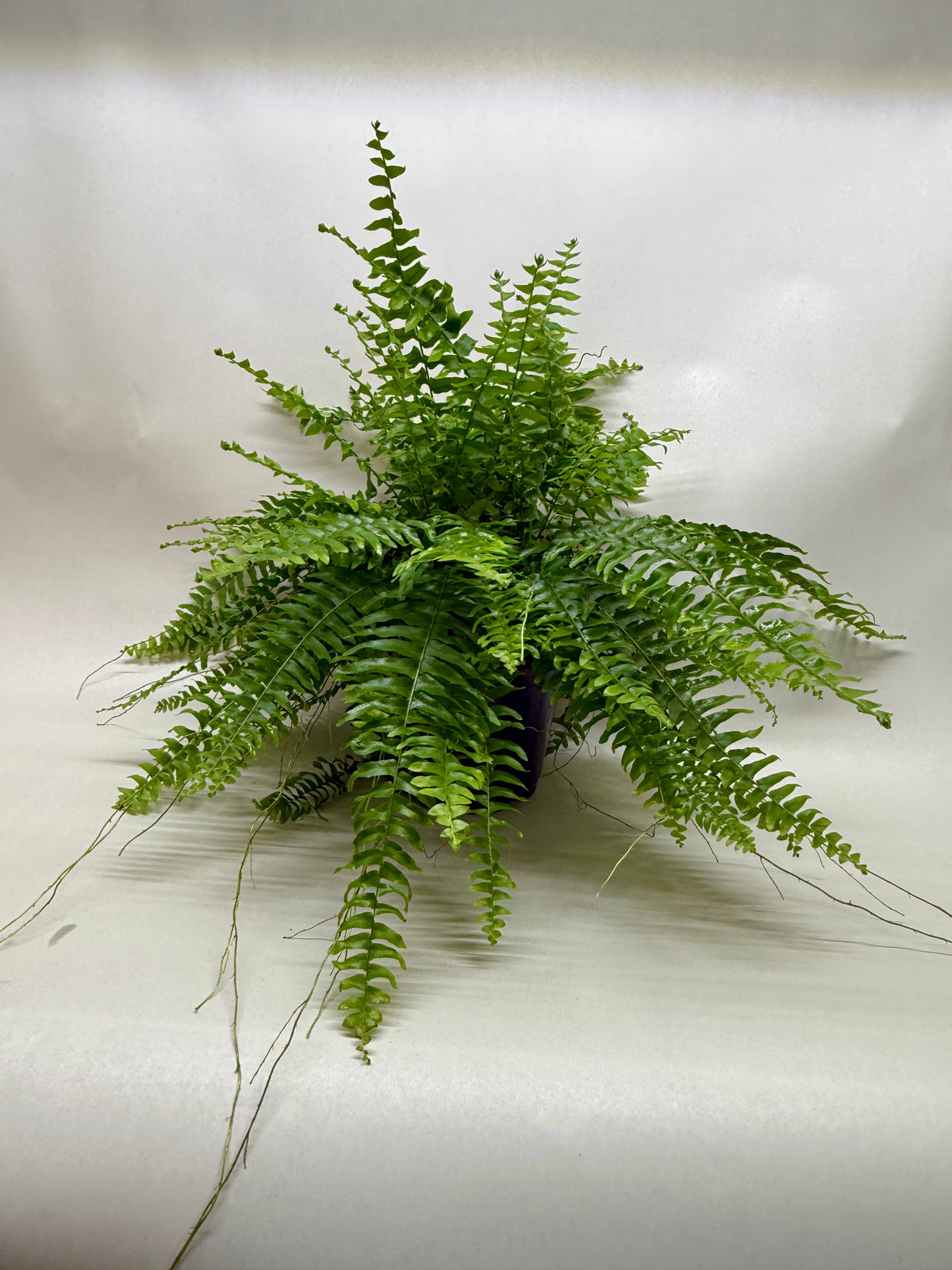 Boston Fern live plant, photo 2 - Austin Jungle Co.
