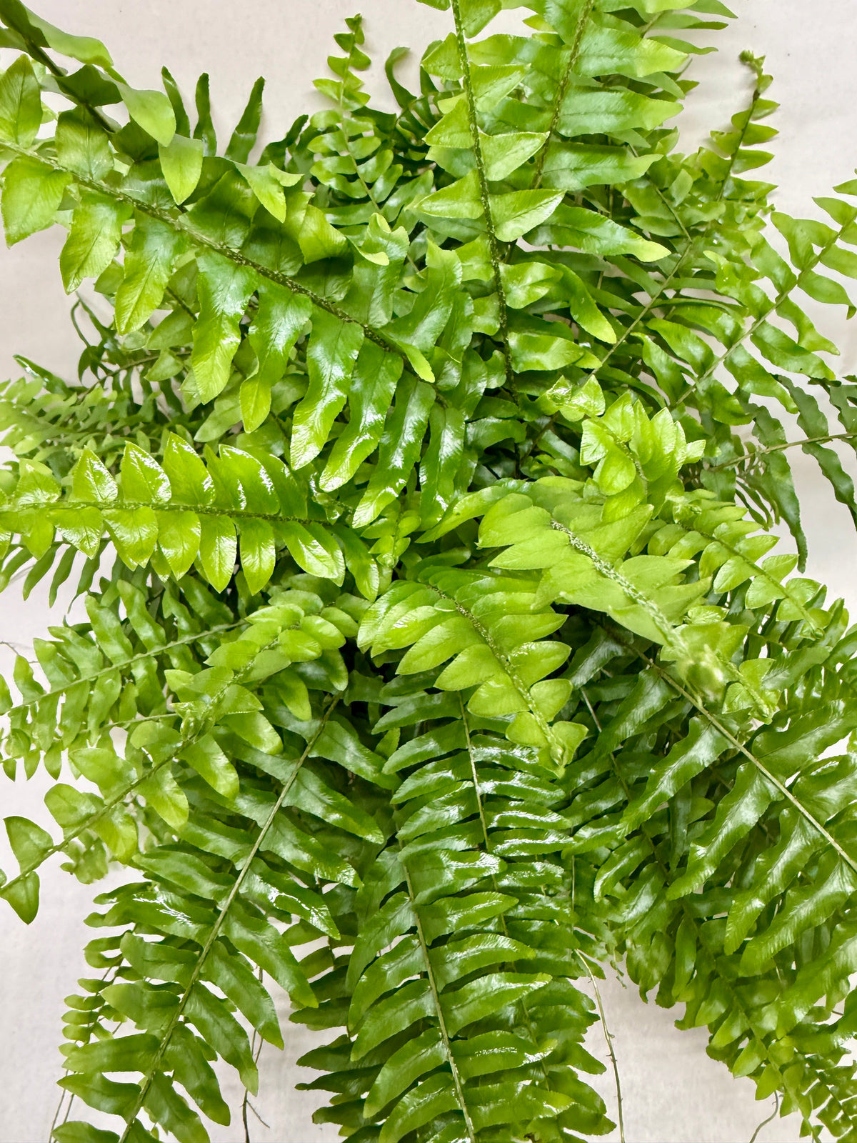 Boston Fern live plant, photo 3 - Austin Jungle Co.