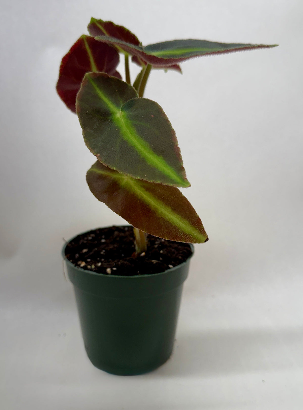 Begonia 'Listada' live plant, photo 4 - Austin Jungle Co.