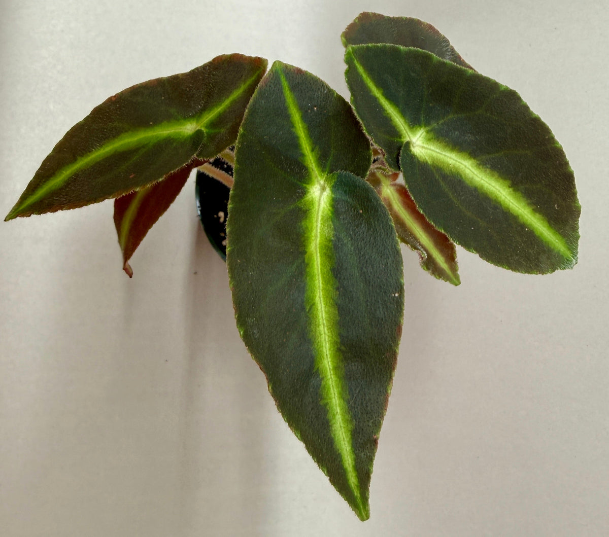 Begonia 'Listada' live plant, photo 3 - Austin Jungle Co.