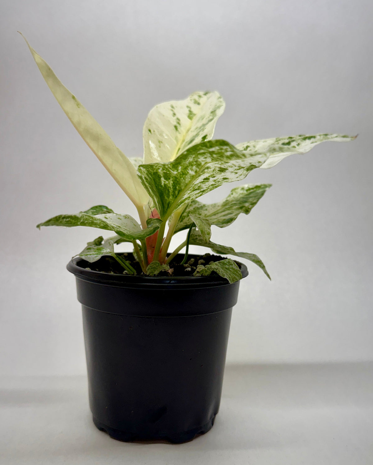 Anthurium 'Variegated Hookeri' live plant, photo 2 - Austin Jungle Co.