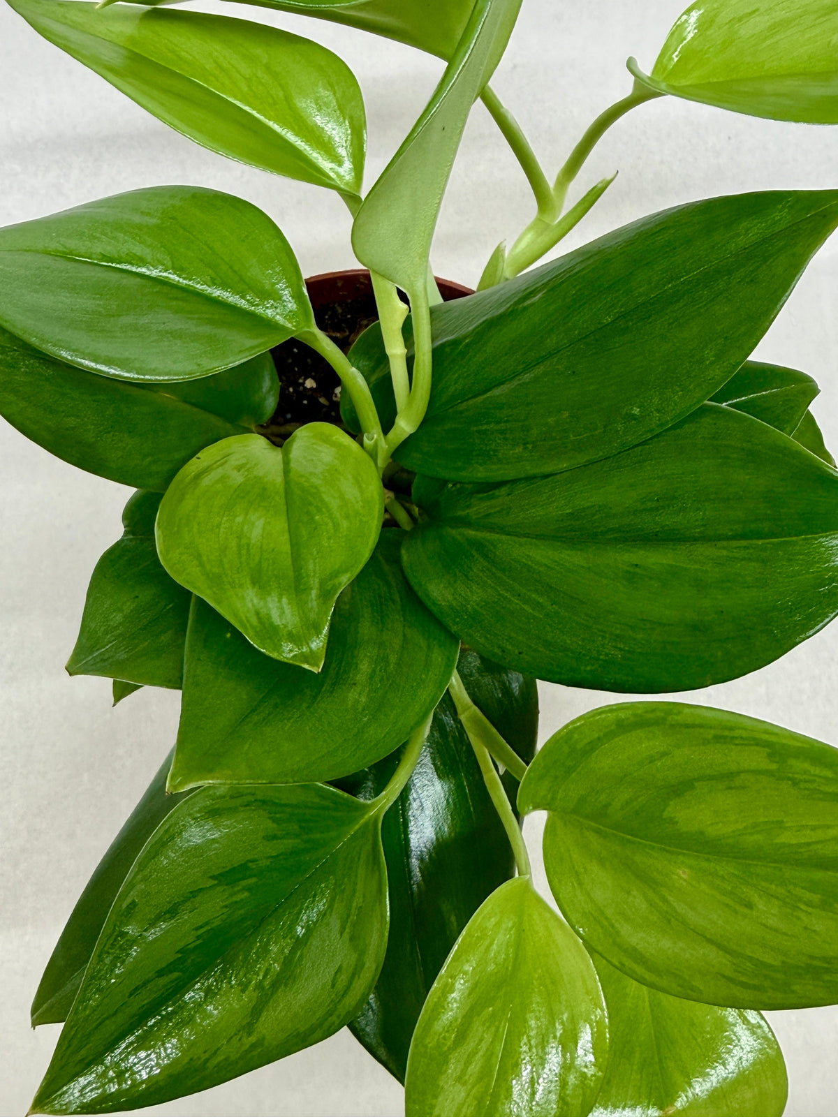 Scindapsus ‘Rubicon’ live plant, photo 3 - Austin Jungle Co.