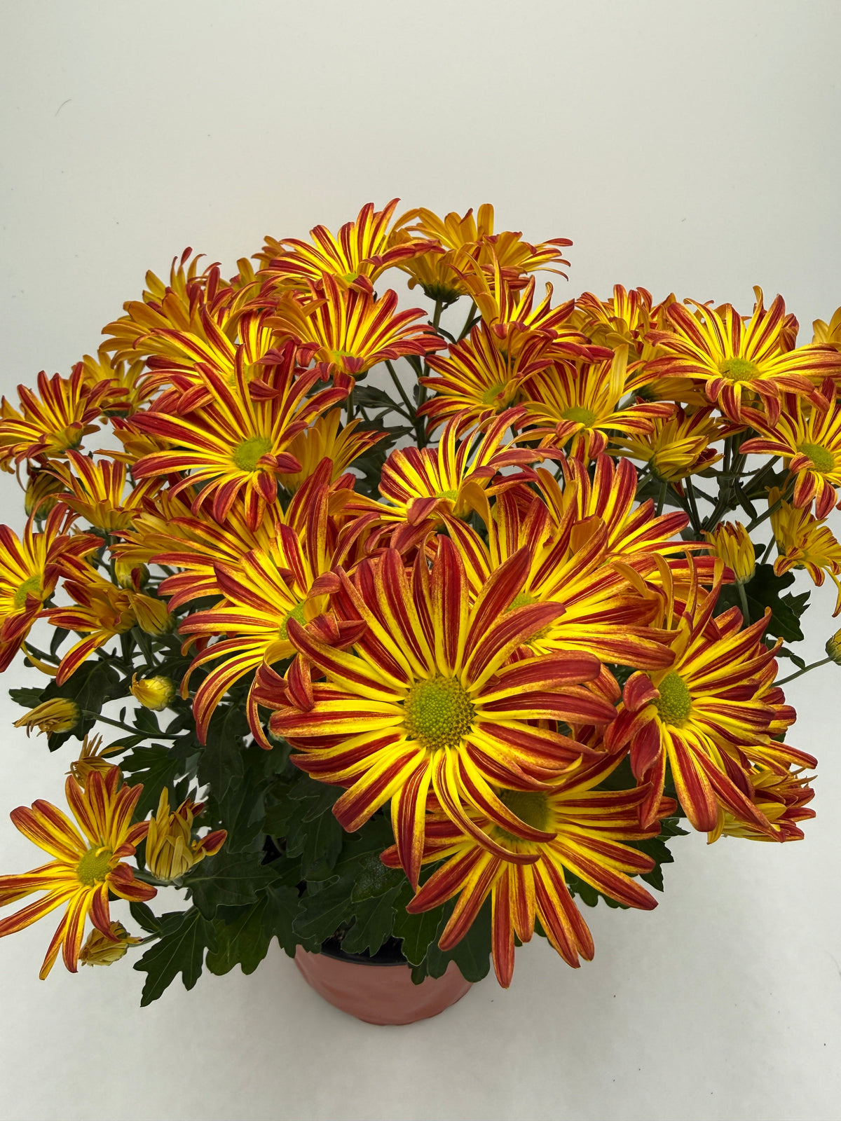 Mums (Chrysanthemum) live plant, photo 7 - Austin Jungle Co.
