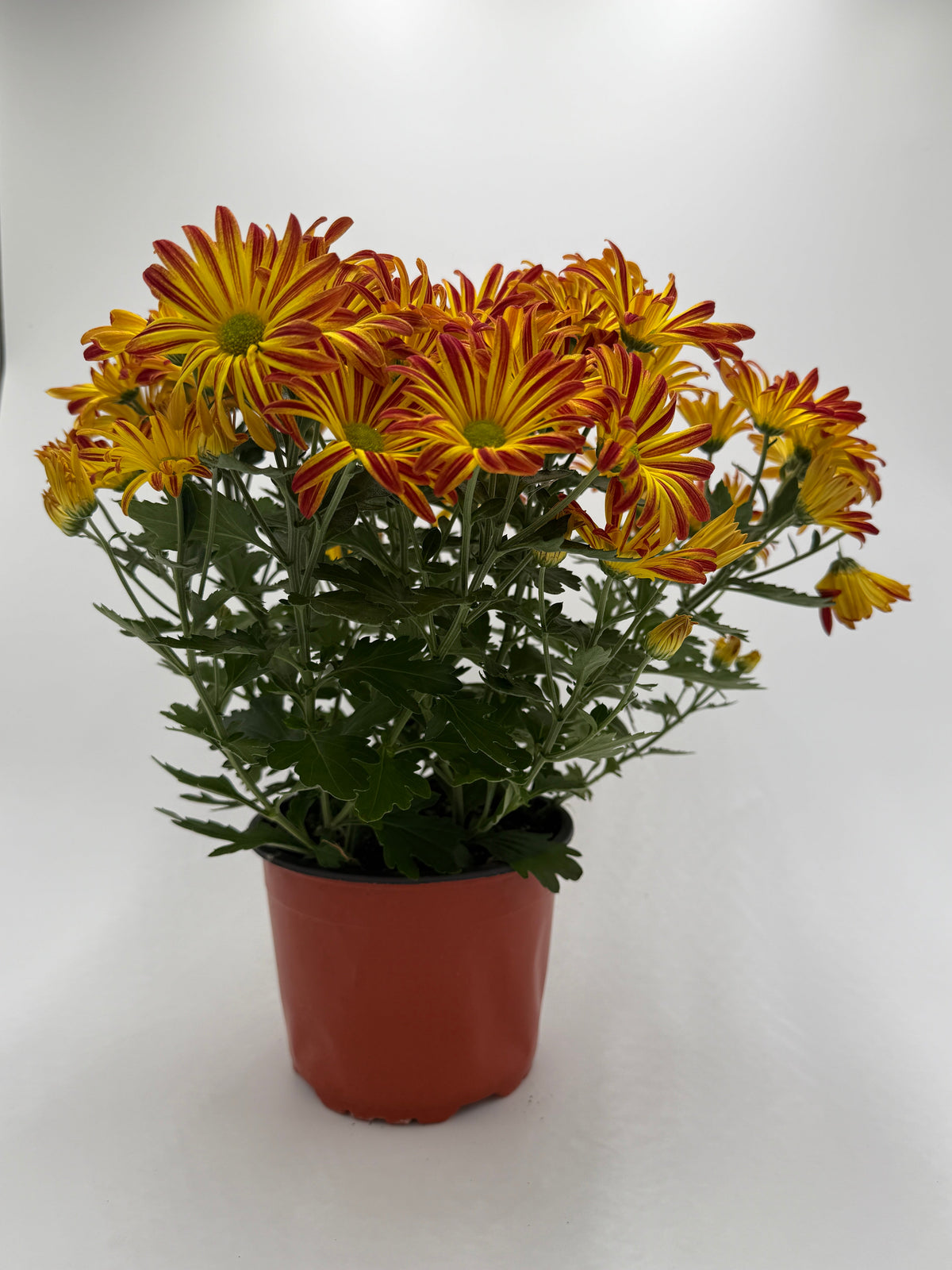 Mums (Chrysanthemum) live plant, photo 3 - Austin Jungle Co.