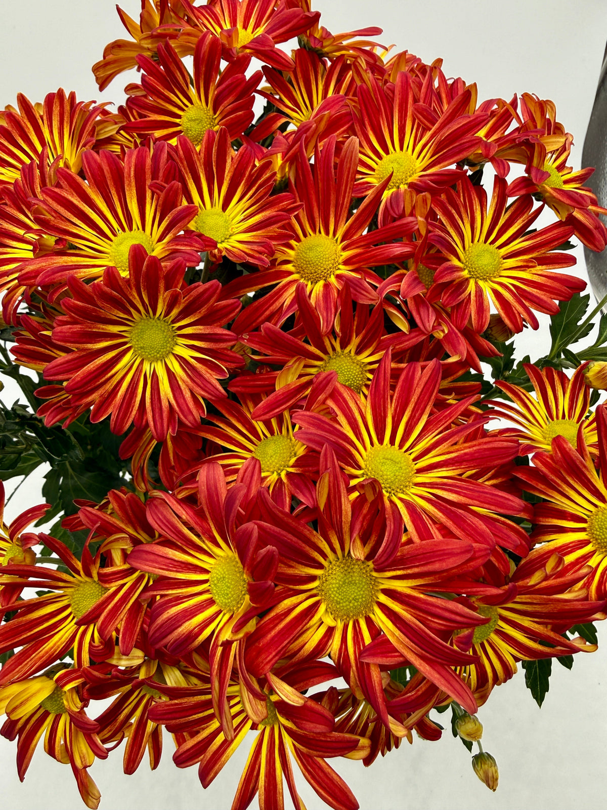 Mums (Chrysanthemum) live plant, photo 11 - Austin Jungle Co.