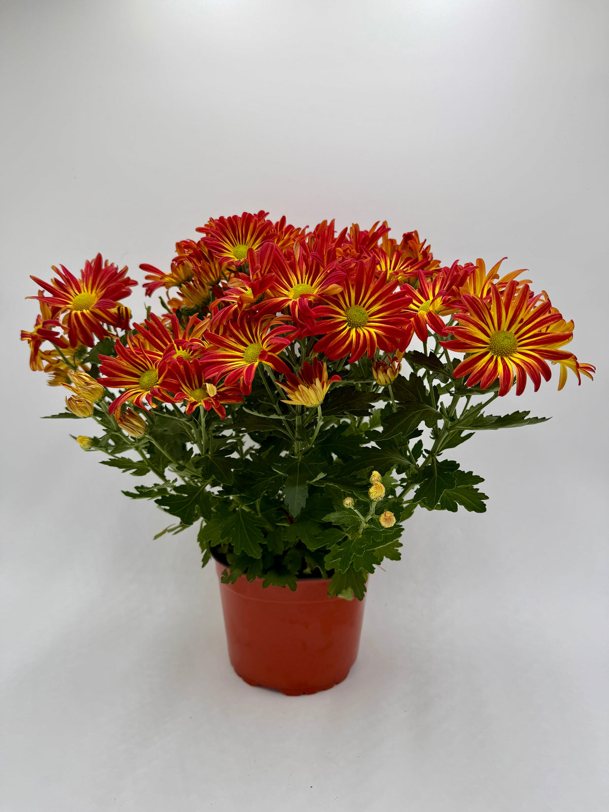 Mums (Chrysanthemum) live plant, photo 12 - Austin Jungle Co.