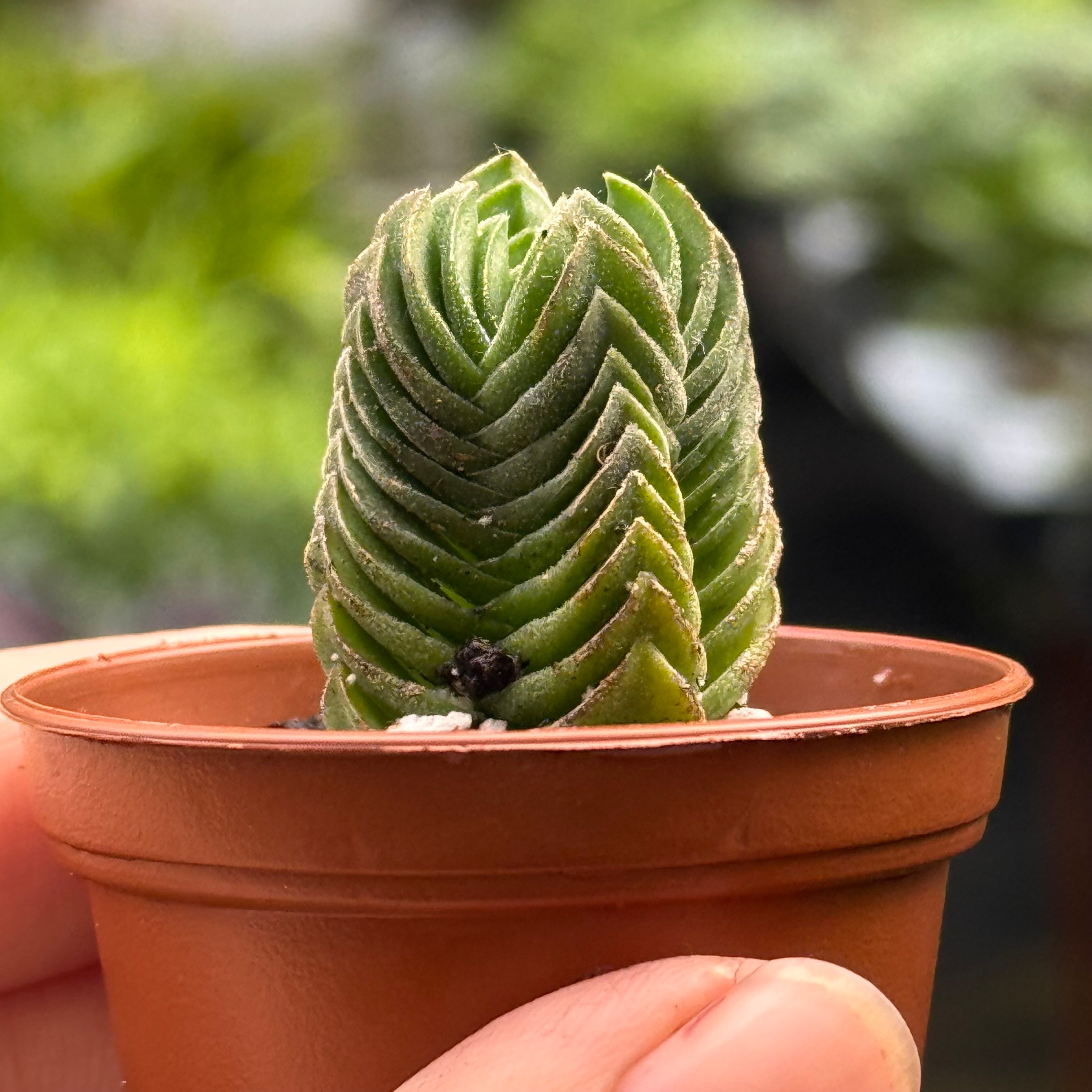 Crassula Buddha's Temple