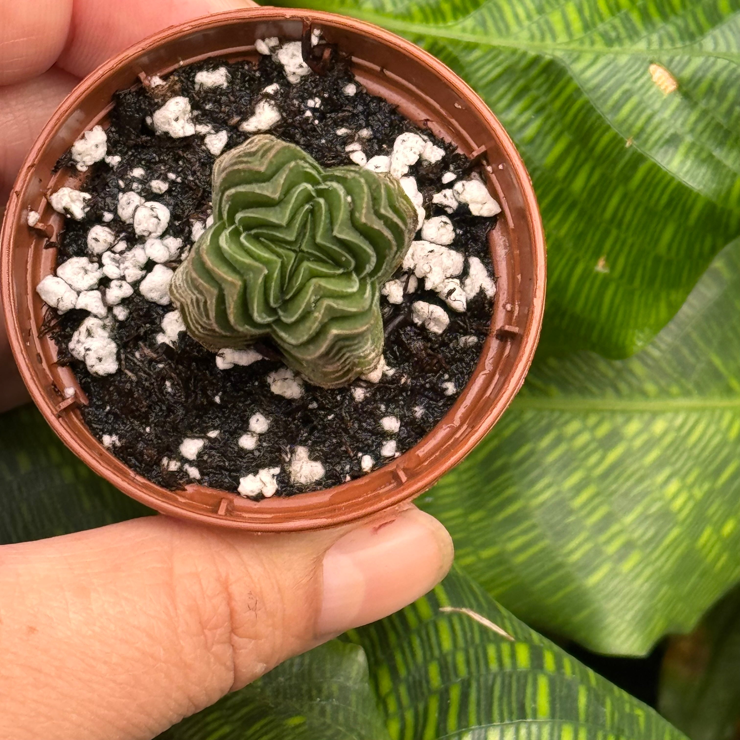 Crassula Buddha's Temple