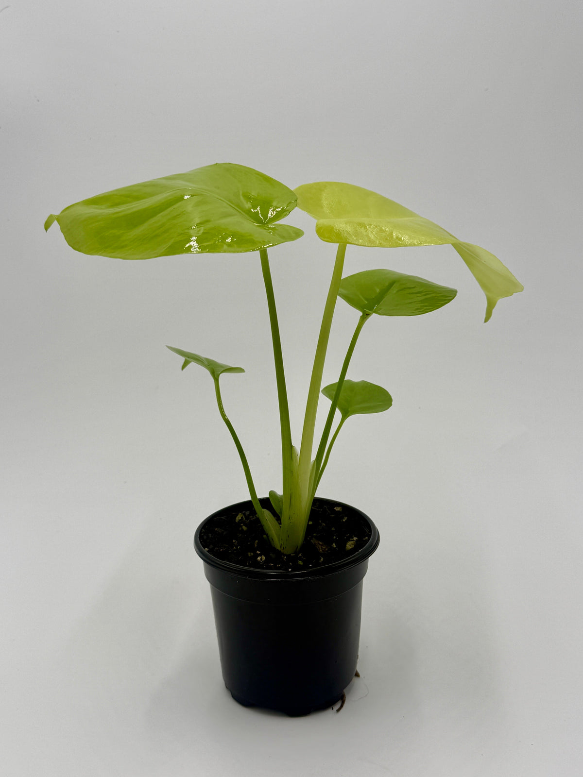 Monstera 'Super Golden' live plant, photo 5 - Austin Jungle Co.