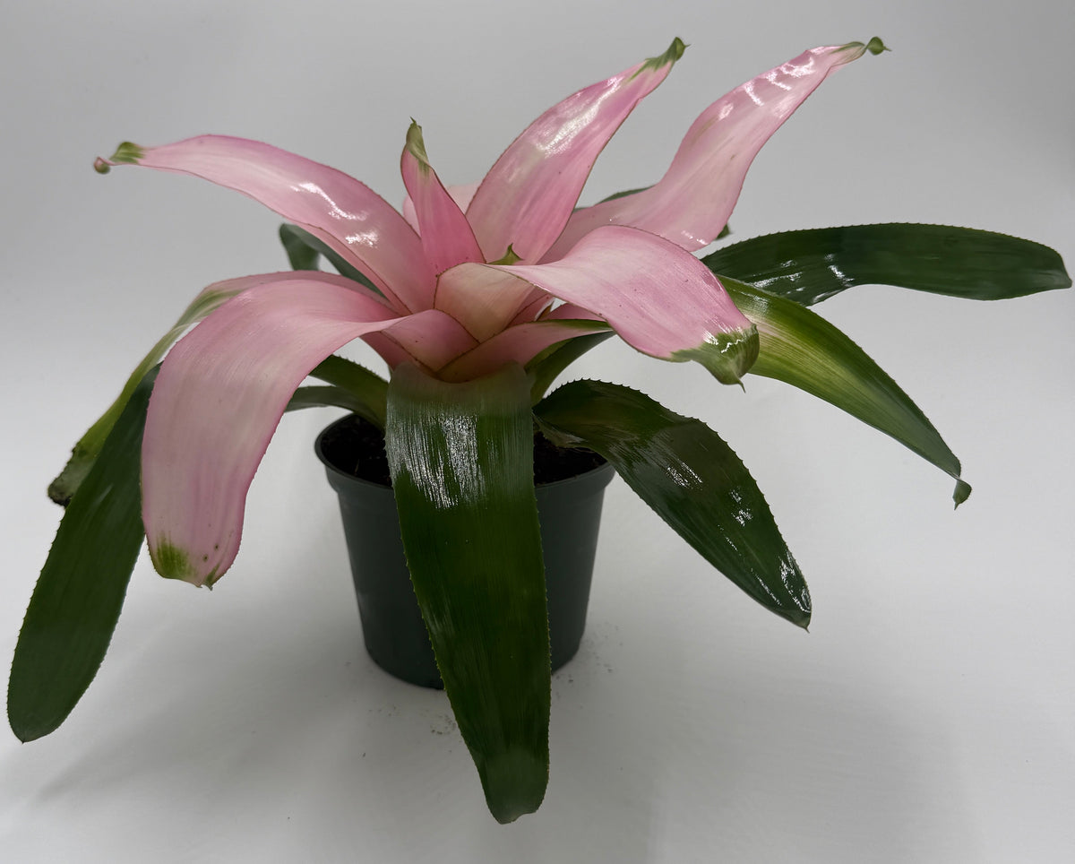 Bromeliad 'Cotton Candy' live plant, photo 3 - Austin Jungle Co.