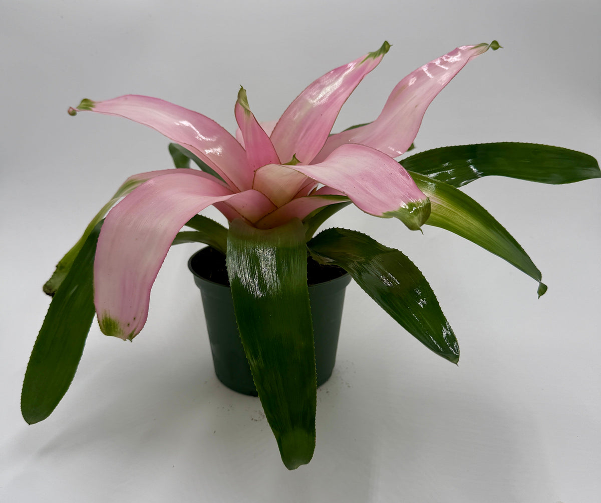 Bromeliad 'Cotton Candy' live plant, photo 2 - Austin Jungle Co.