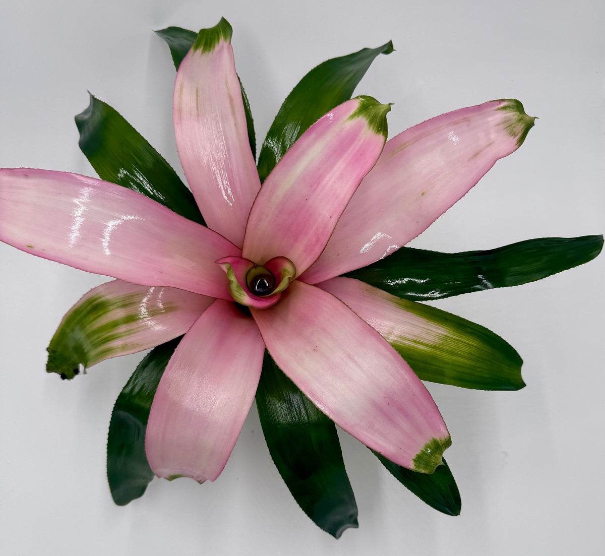 Bromeliad 'Cotton Candy' live plant, photo 4 - Austin Jungle Co.