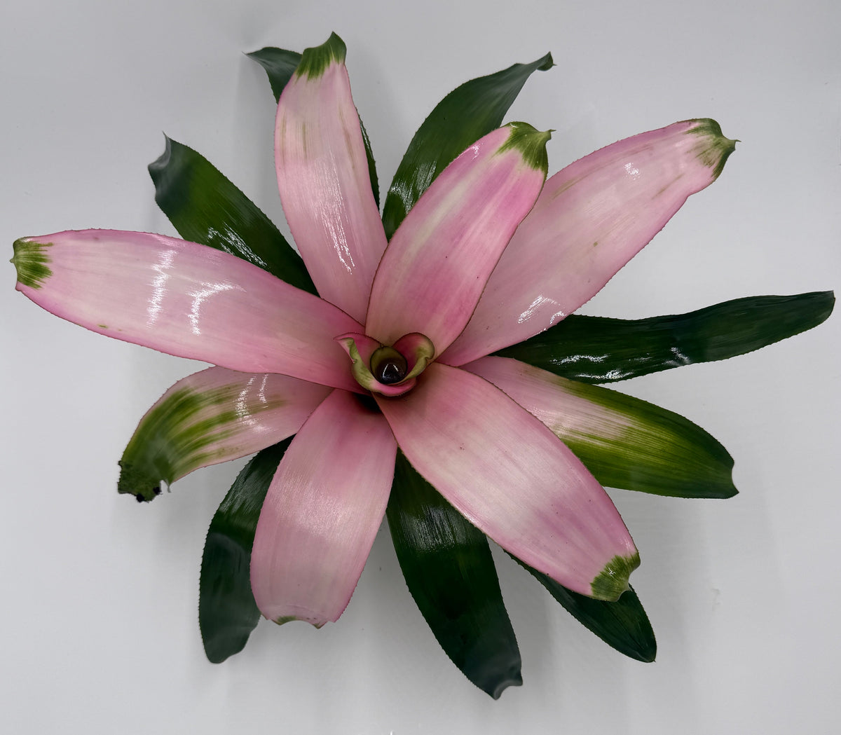 Bromeliad 'Cotton Candy' live plant, photo 6 - Austin Jungle Co.