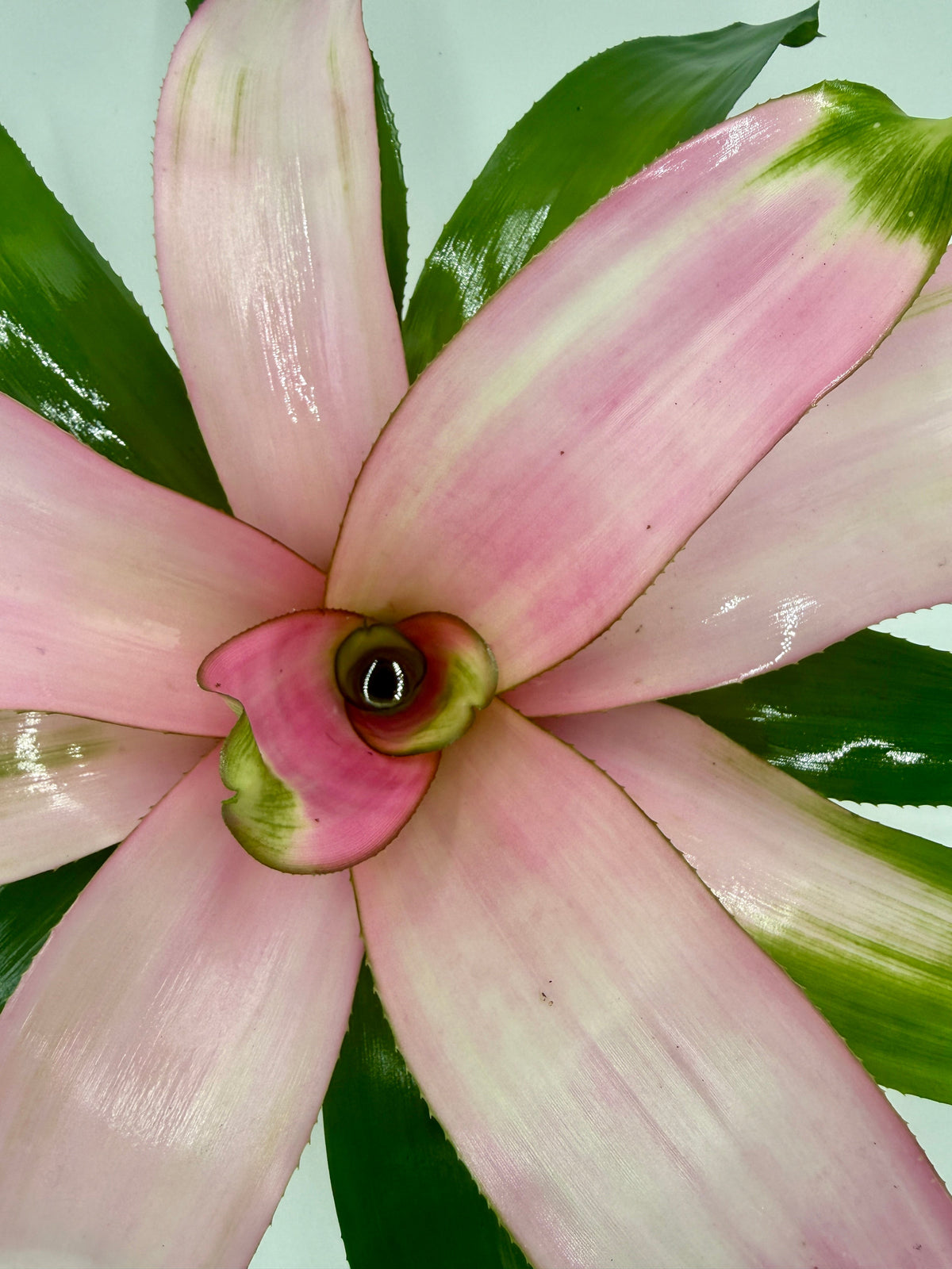 Bromeliad 'Cotton Candy' live plant, photo 5 - Austin Jungle Co.