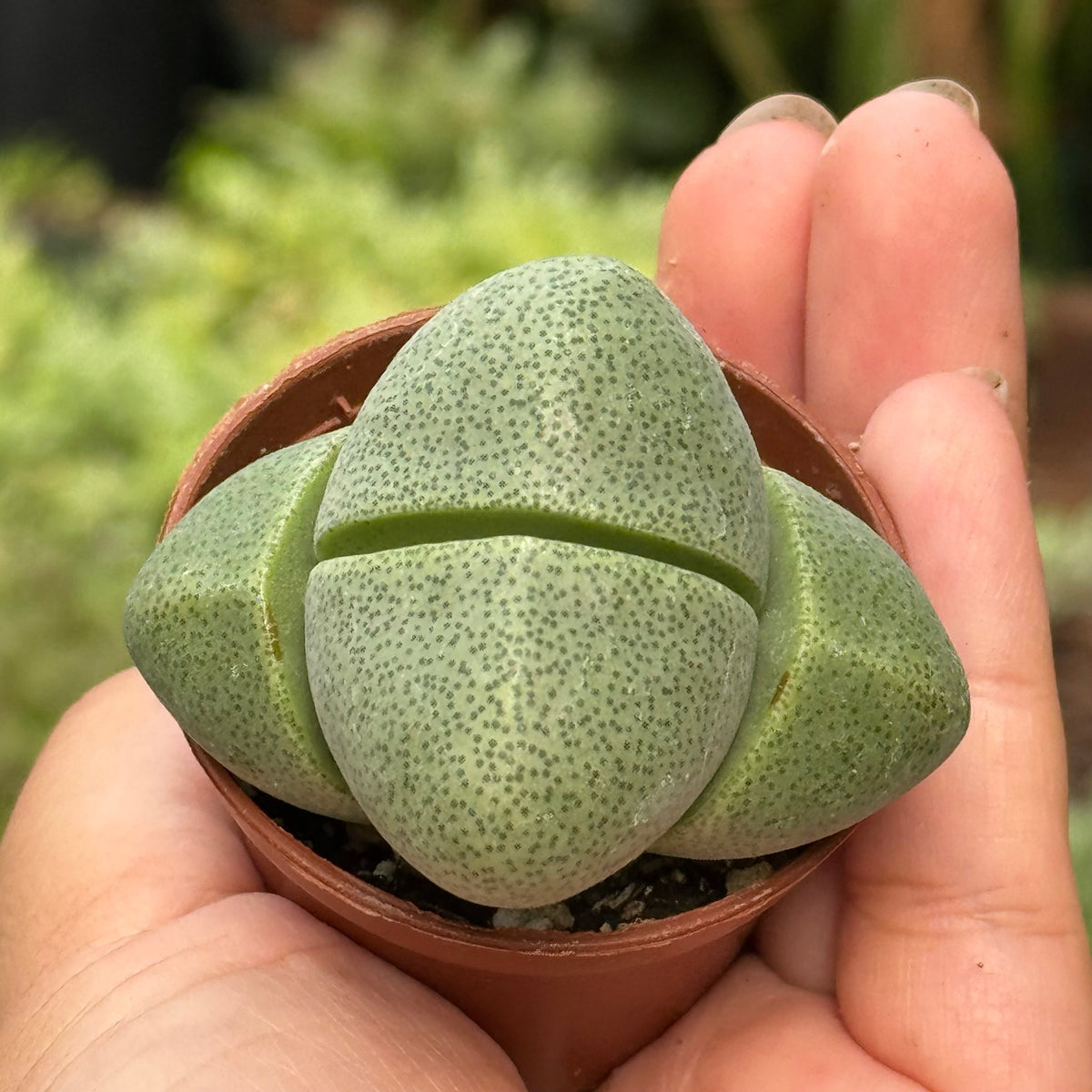 Succulent 'Split Rocks' live plant, photo 7 - Austin Jungle Co.