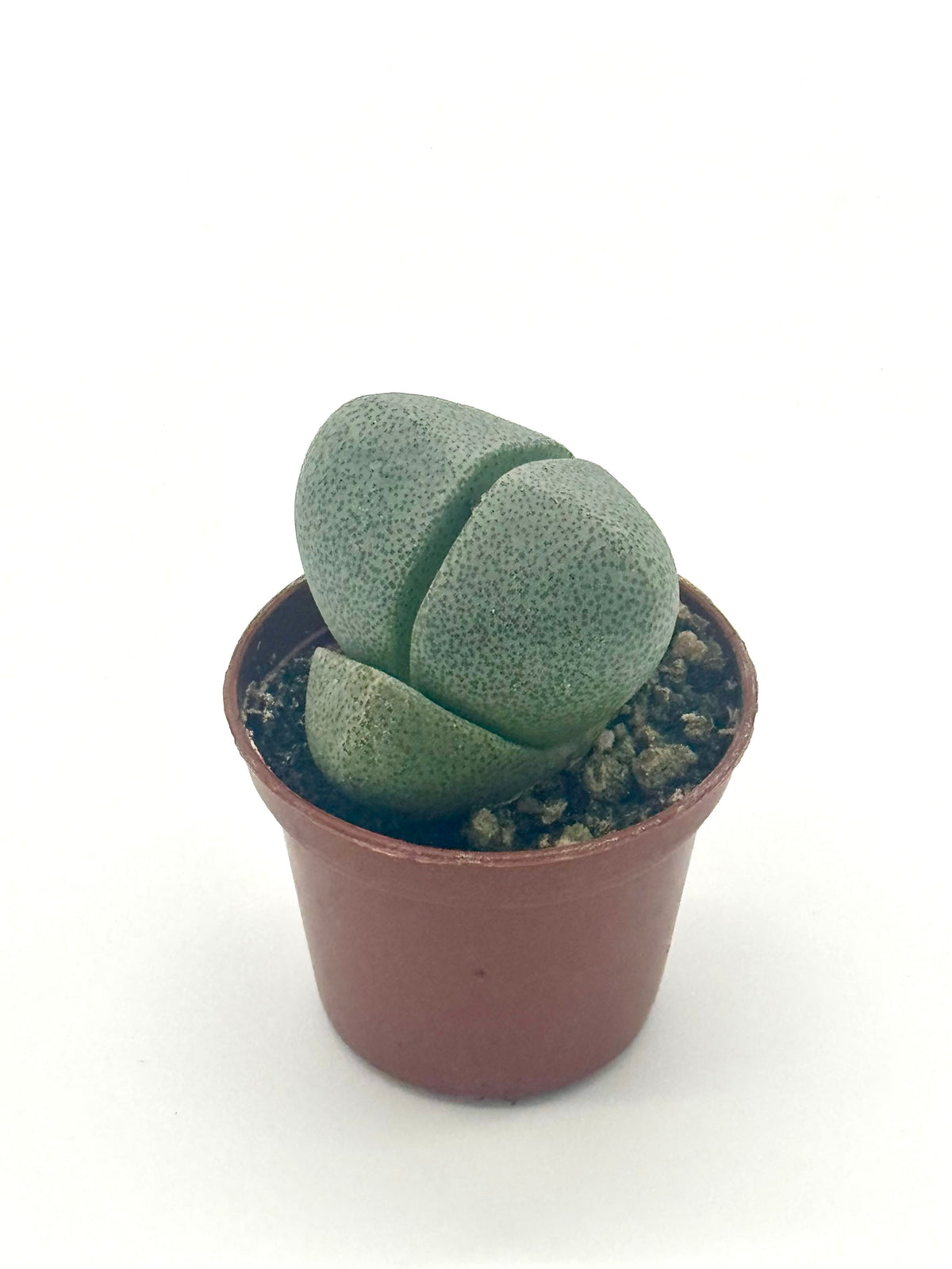 Succulent 'Split Rocks' live plant, photo 4 - Austin Jungle Co.