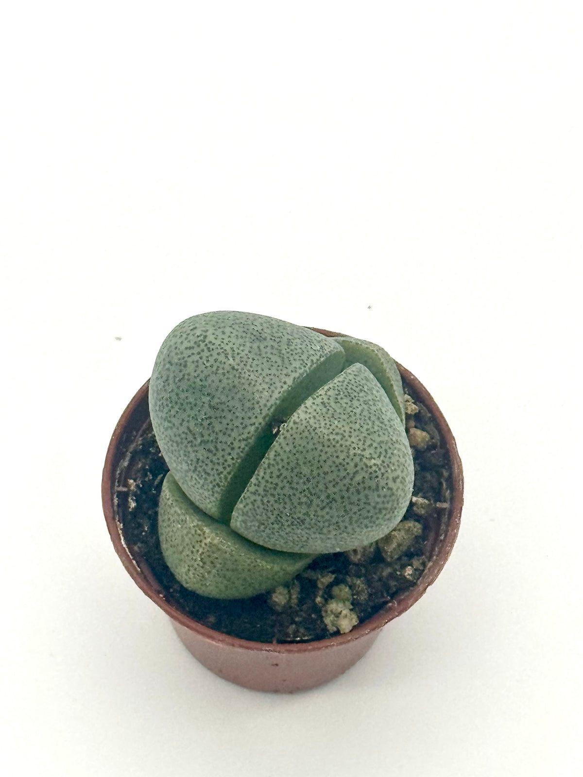 Succulent 'Split Rocks' live plant, photo 5 - Austin Jungle Co.
