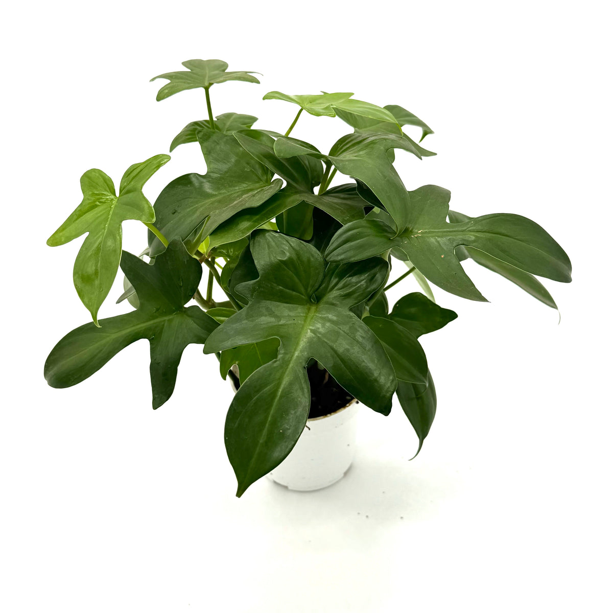 Philodendron 'Pedatum' live plant, photo 1 - Austin Jungle Co.