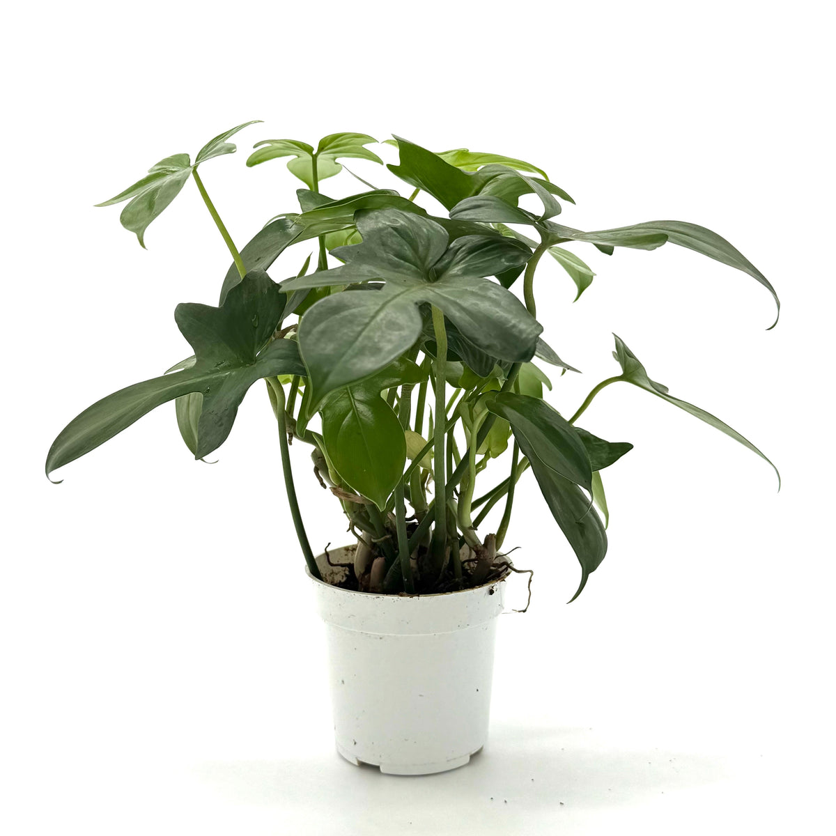 Philodendron 'Pedatum' live plant, photo 2 - Austin Jungle Co.