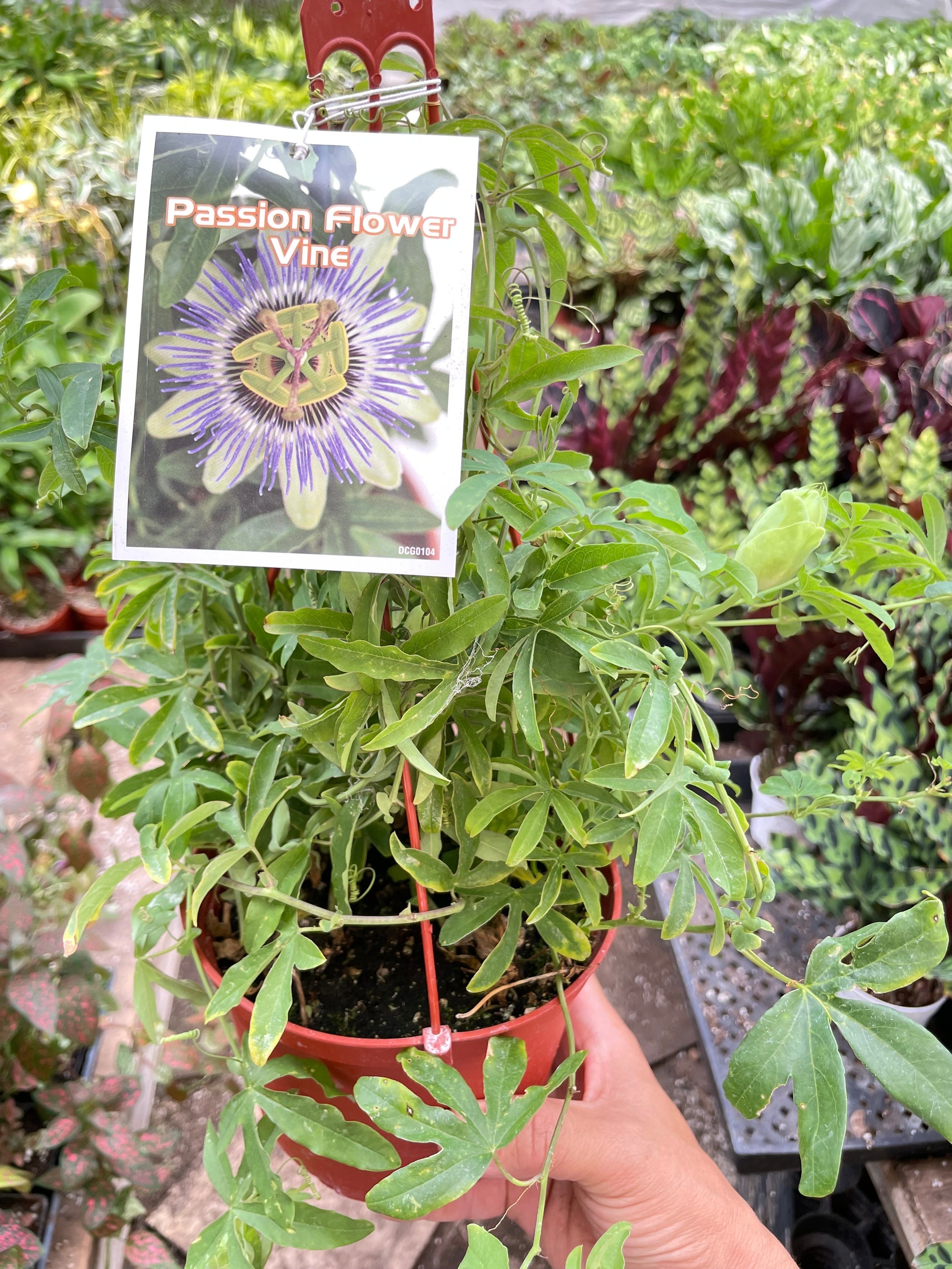 Passion Flower Indoor Plants 6" Pot Austin Jungle Co.