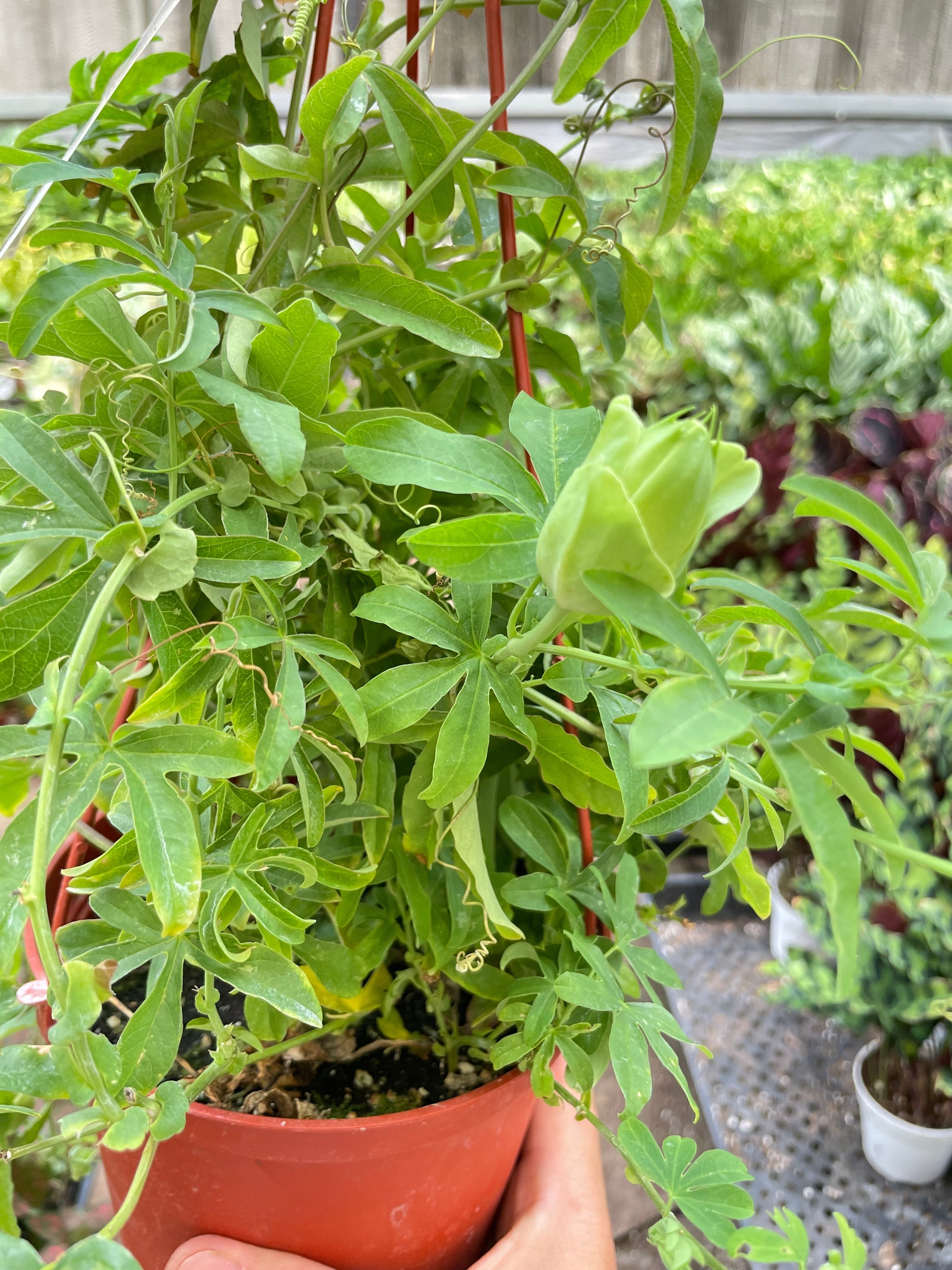 Passion Flower Indoor Plants 6" Pot Austin Jungle Co.