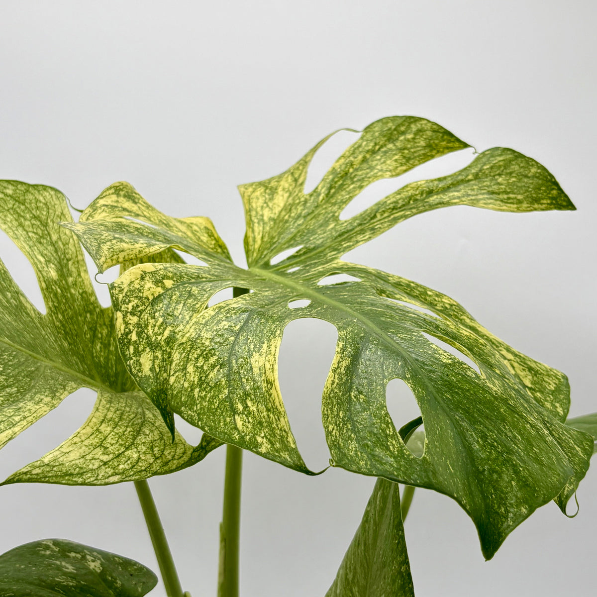 Monstera 'Mint' live plant, photo 5 - Austin Jungle Co.