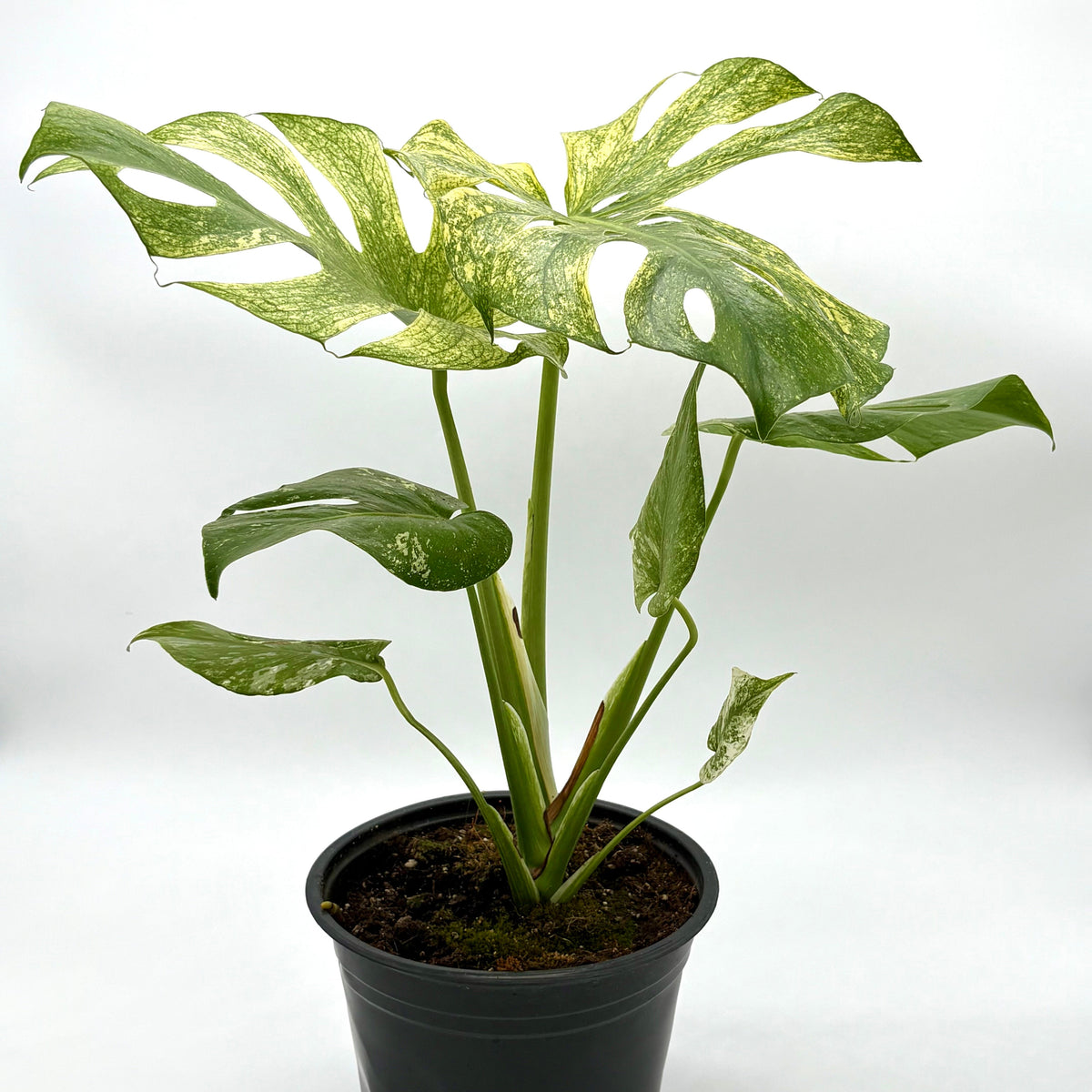 Monstera 'Mint' live plant, photo 6 - Austin Jungle Co.