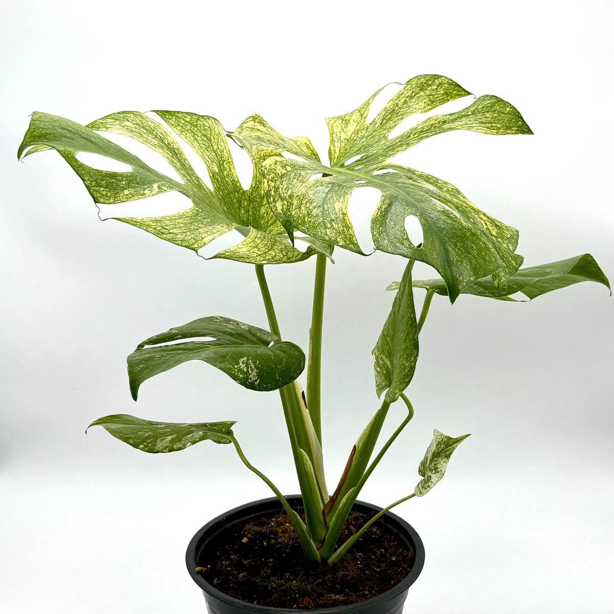 Monstera 'Mint' live plant, photo 3 - Austin Jungle Co.