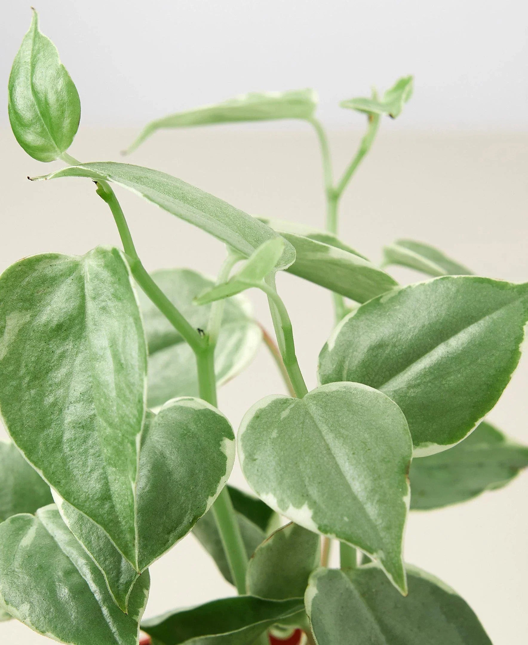 Peperomia 'Cupid' 4" Pot Austin Jungle Co.